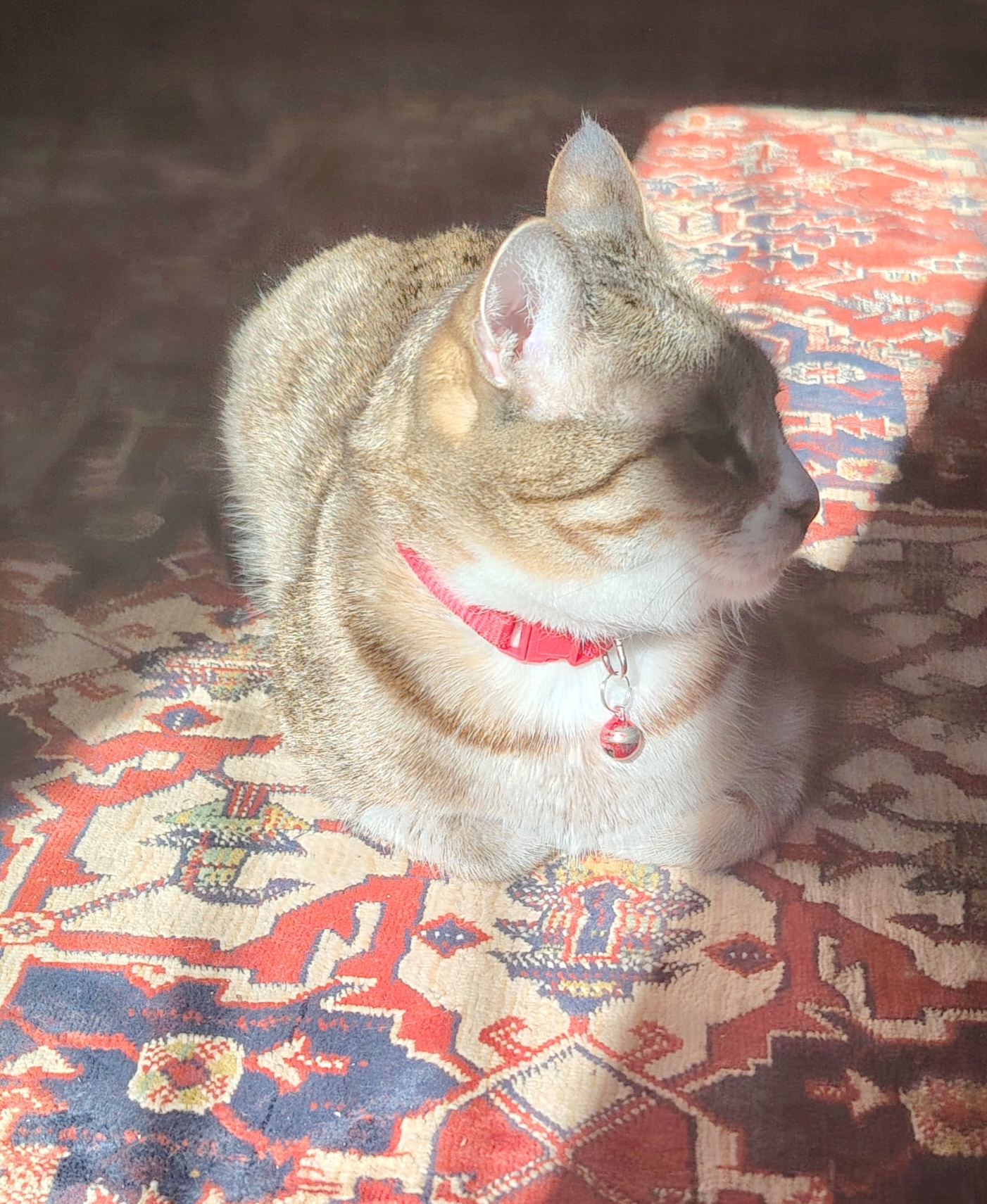 Mia's Quest for Sunshine: A Journey of Light
