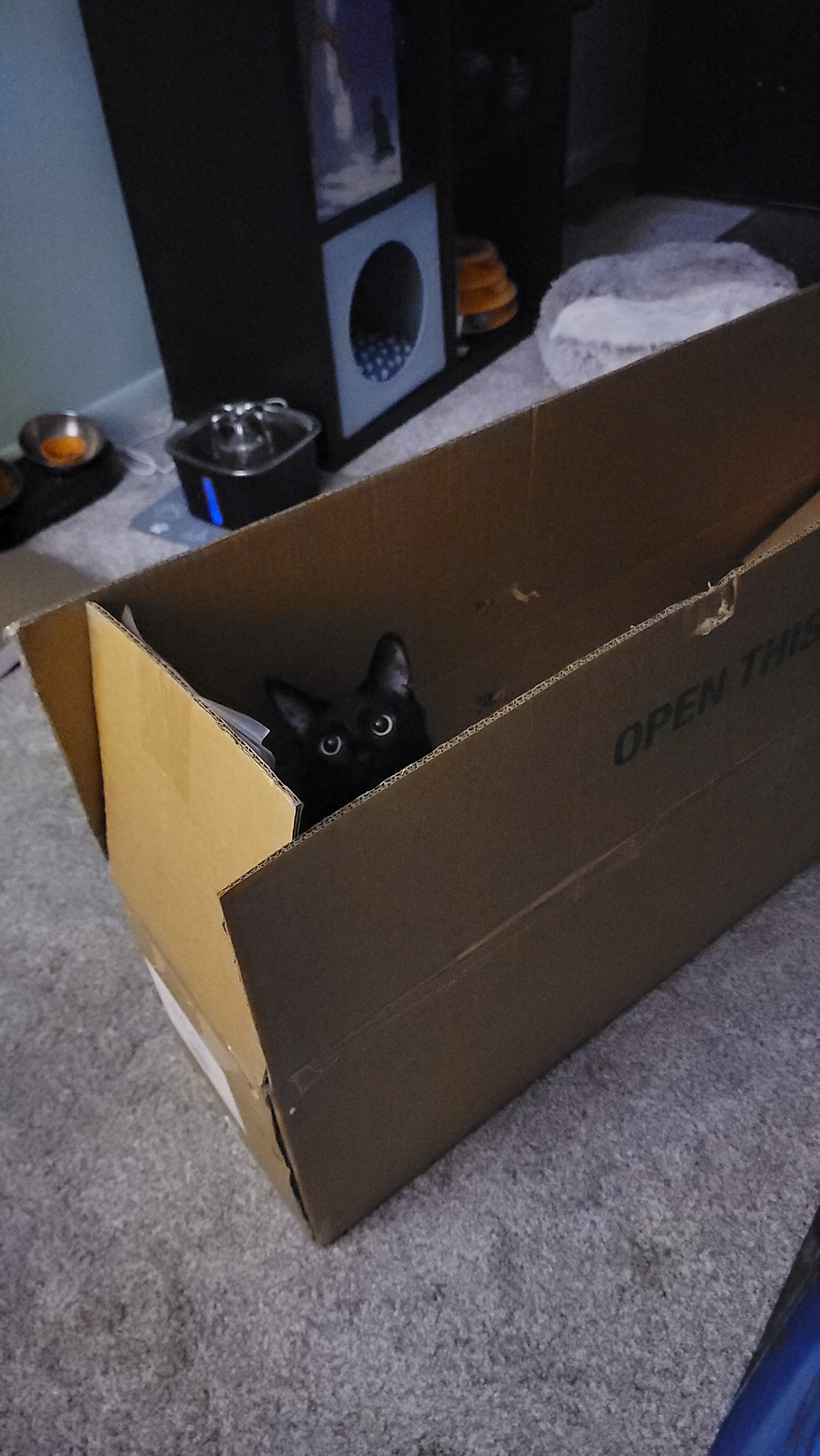 Supervisor Nyx declares, 'If I can fit, I’m sitting!'