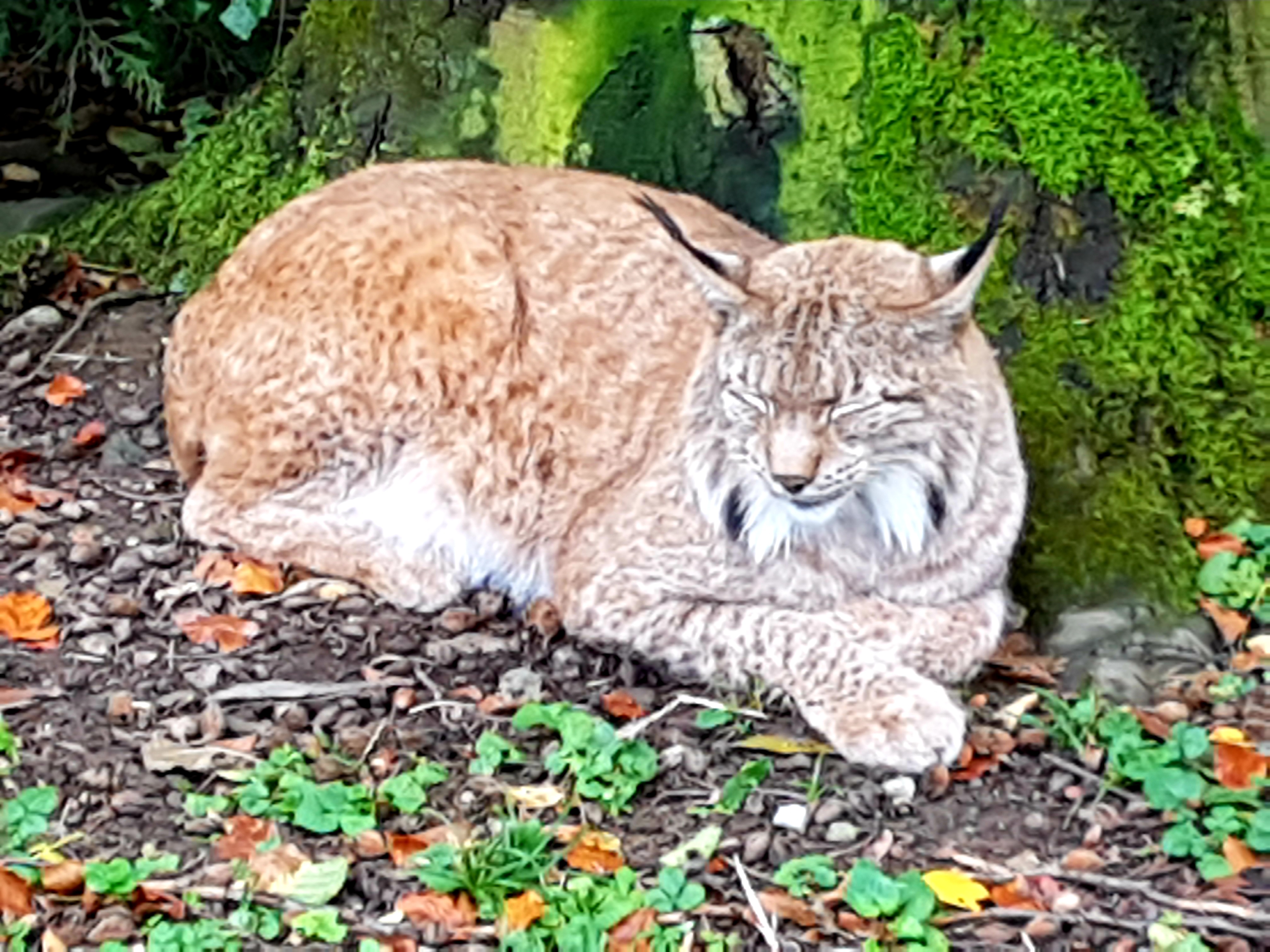 Spotted: A Lynx Relaxing Under a Tree...