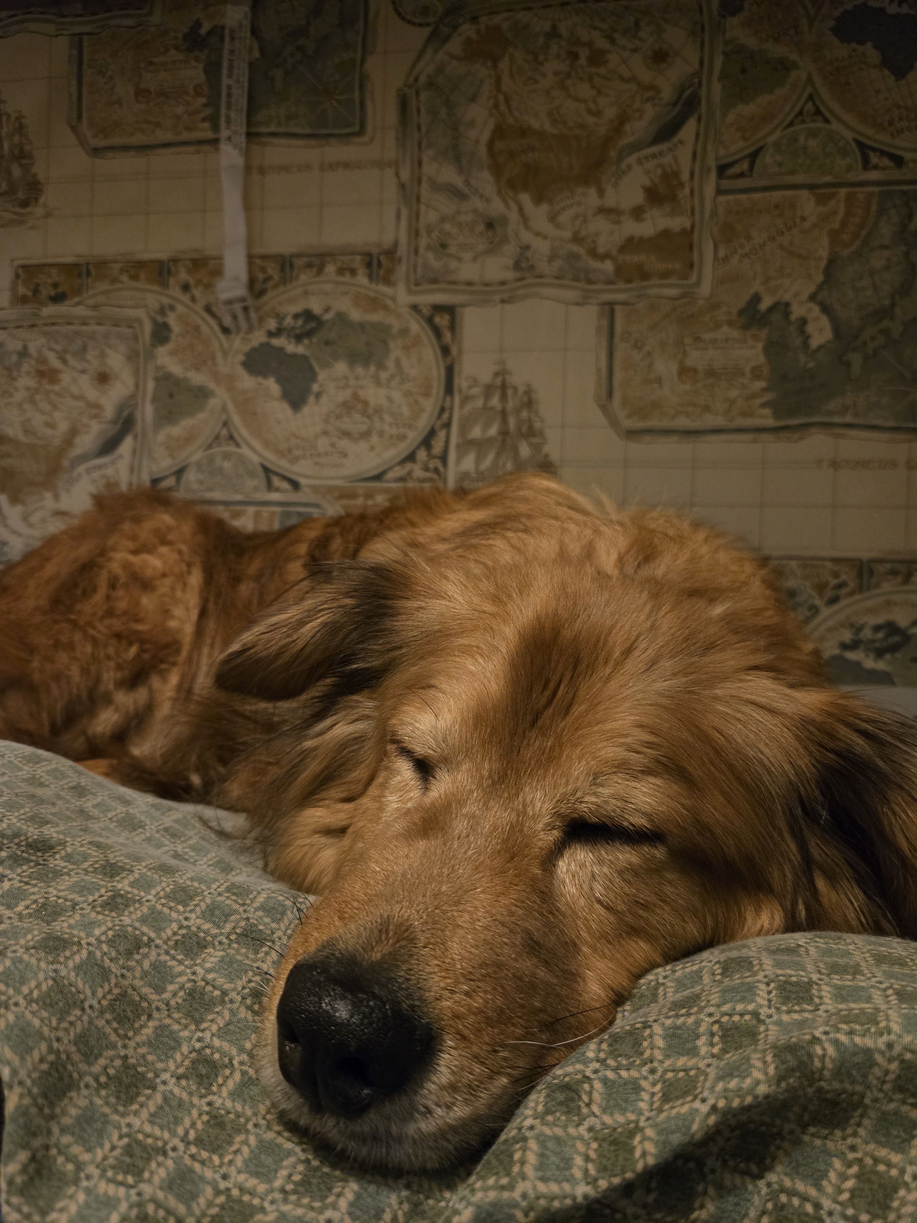Meet Old Link the Dog, Enjoying a Cozy Nap – Prepare for 48 Hours of Sweet Dreams