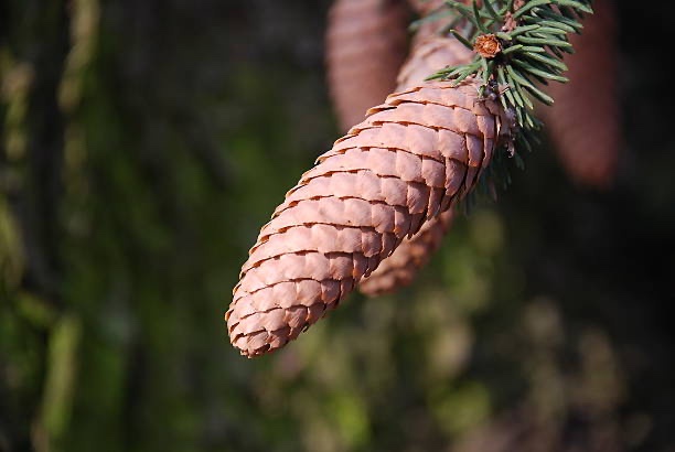 Wishing You Pinecone Joy