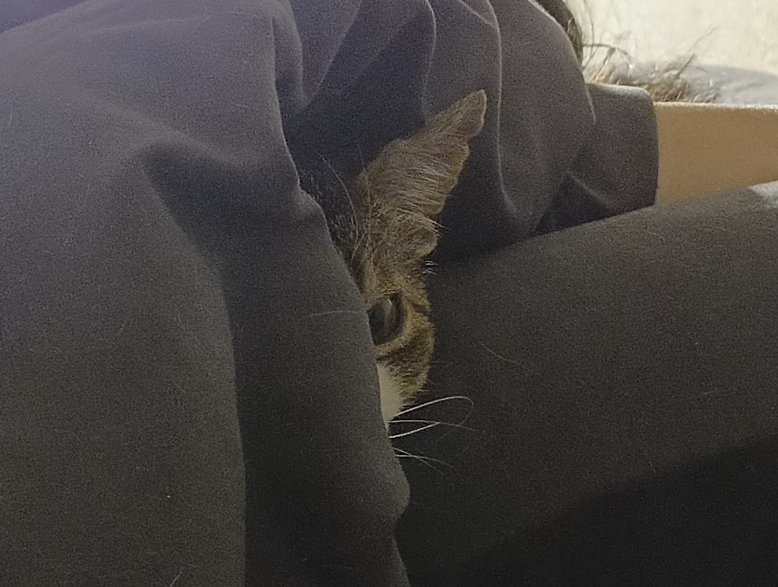 Cuddly Blanket Cat is On Duty... Paul Says 'Meowhello'!