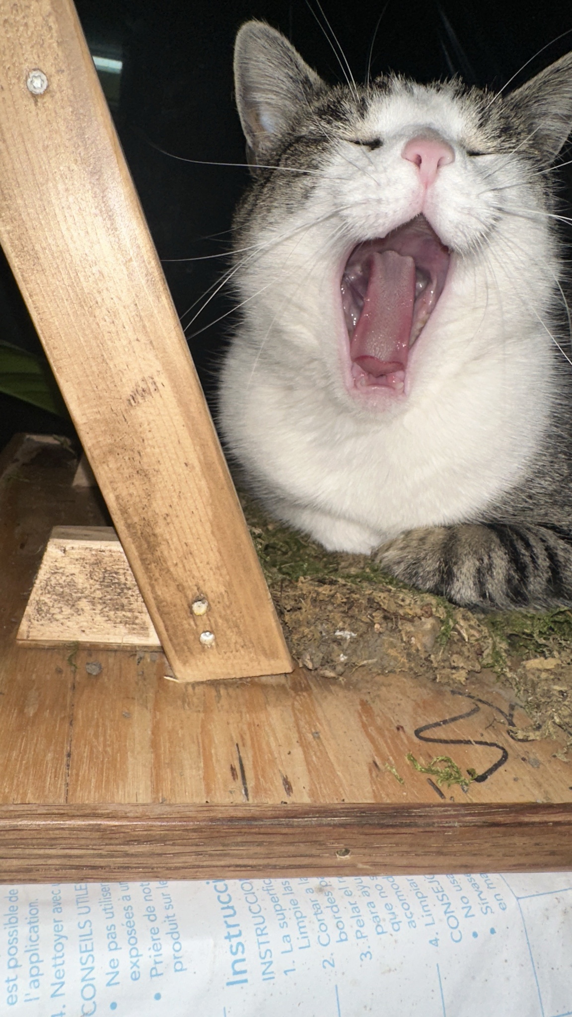 A Mouse's Affection for Her Cozy Moss Pad
