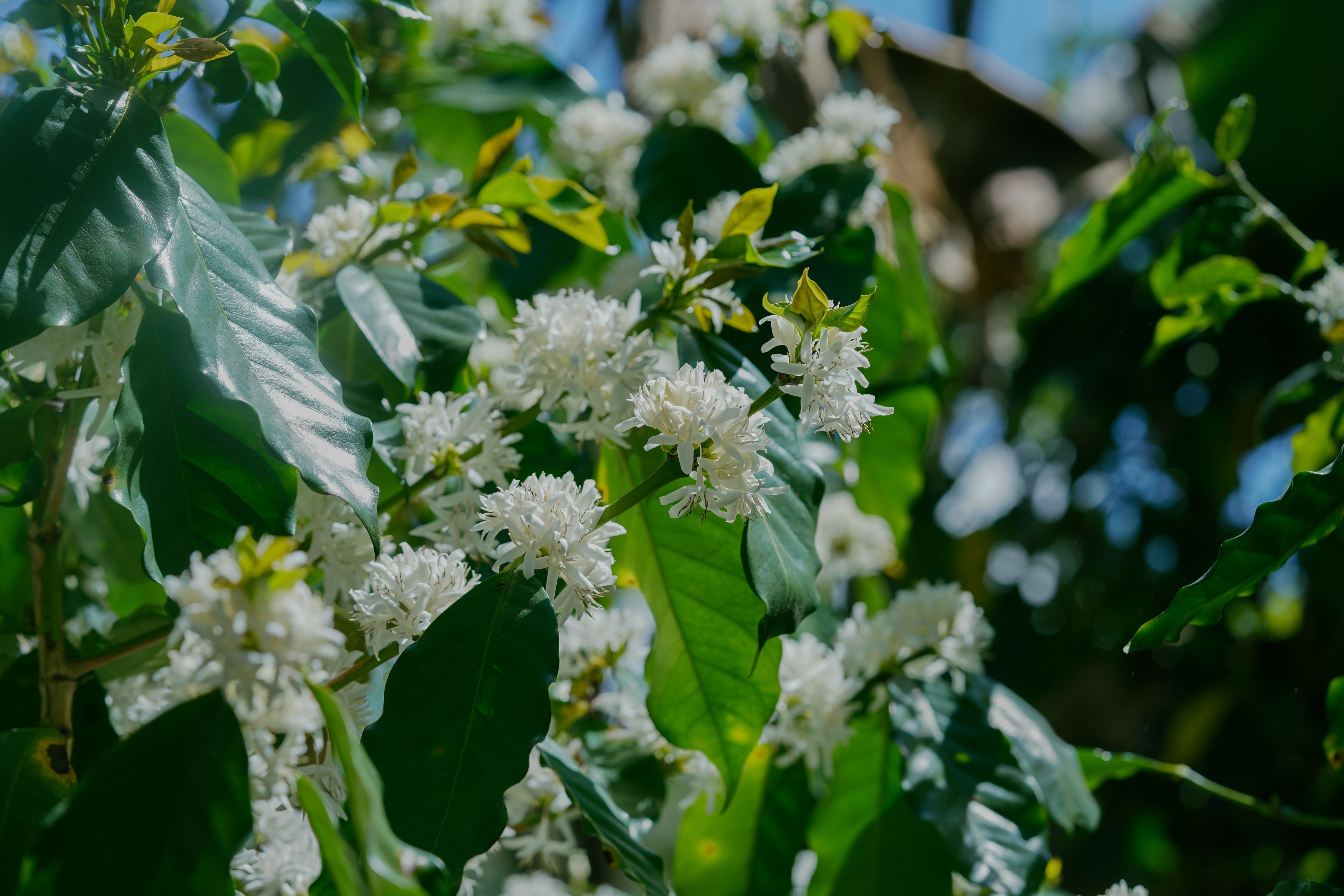 Exploring the Rich Flavors of Arabica Coffee