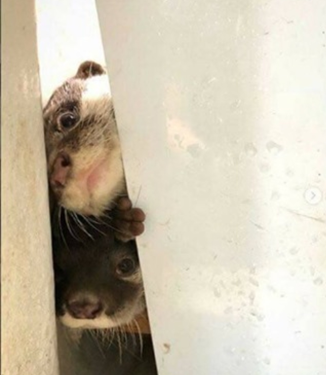 You Really Should Take a Break, Otterly Important!