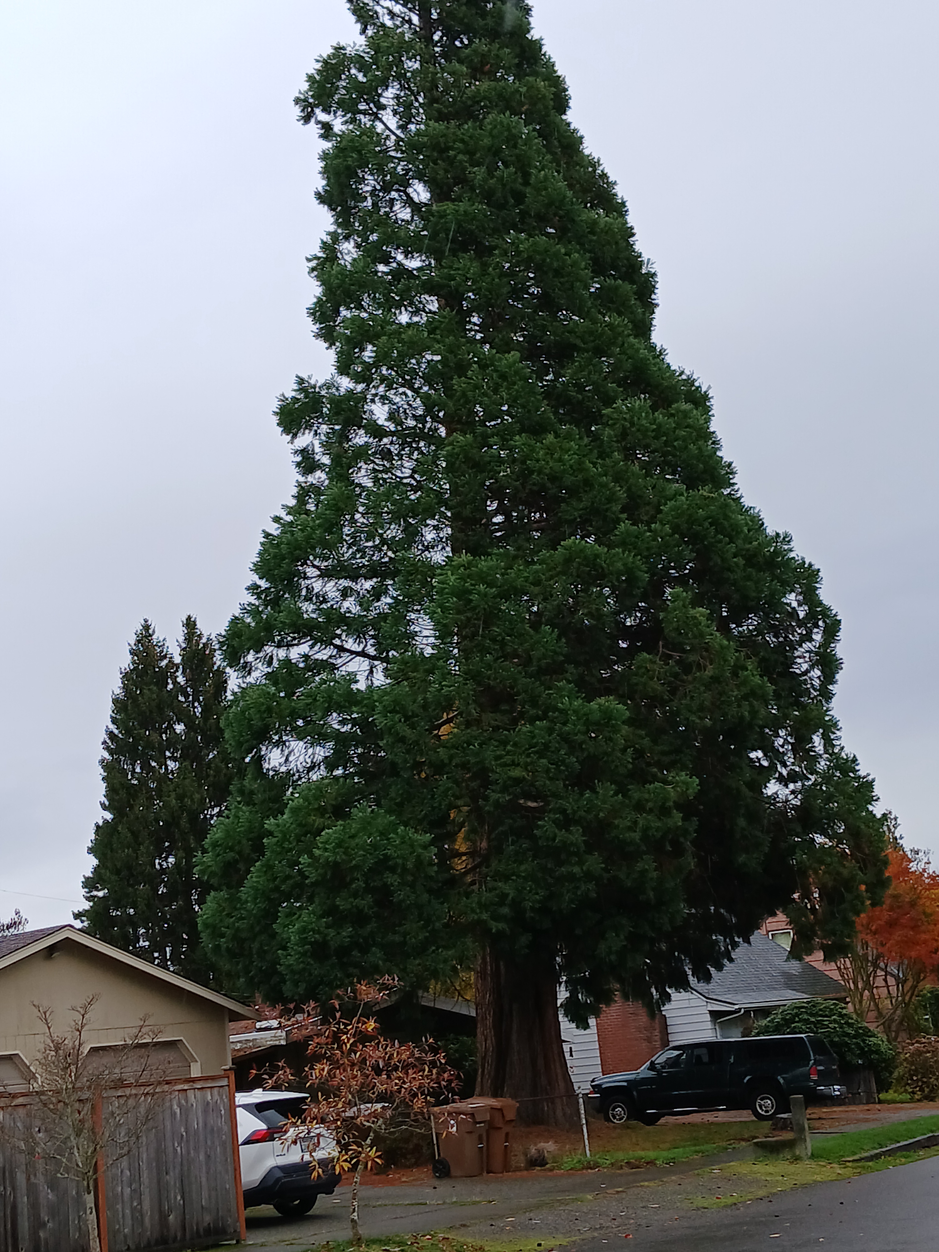 I can't believe my eyes—this tree is something else!