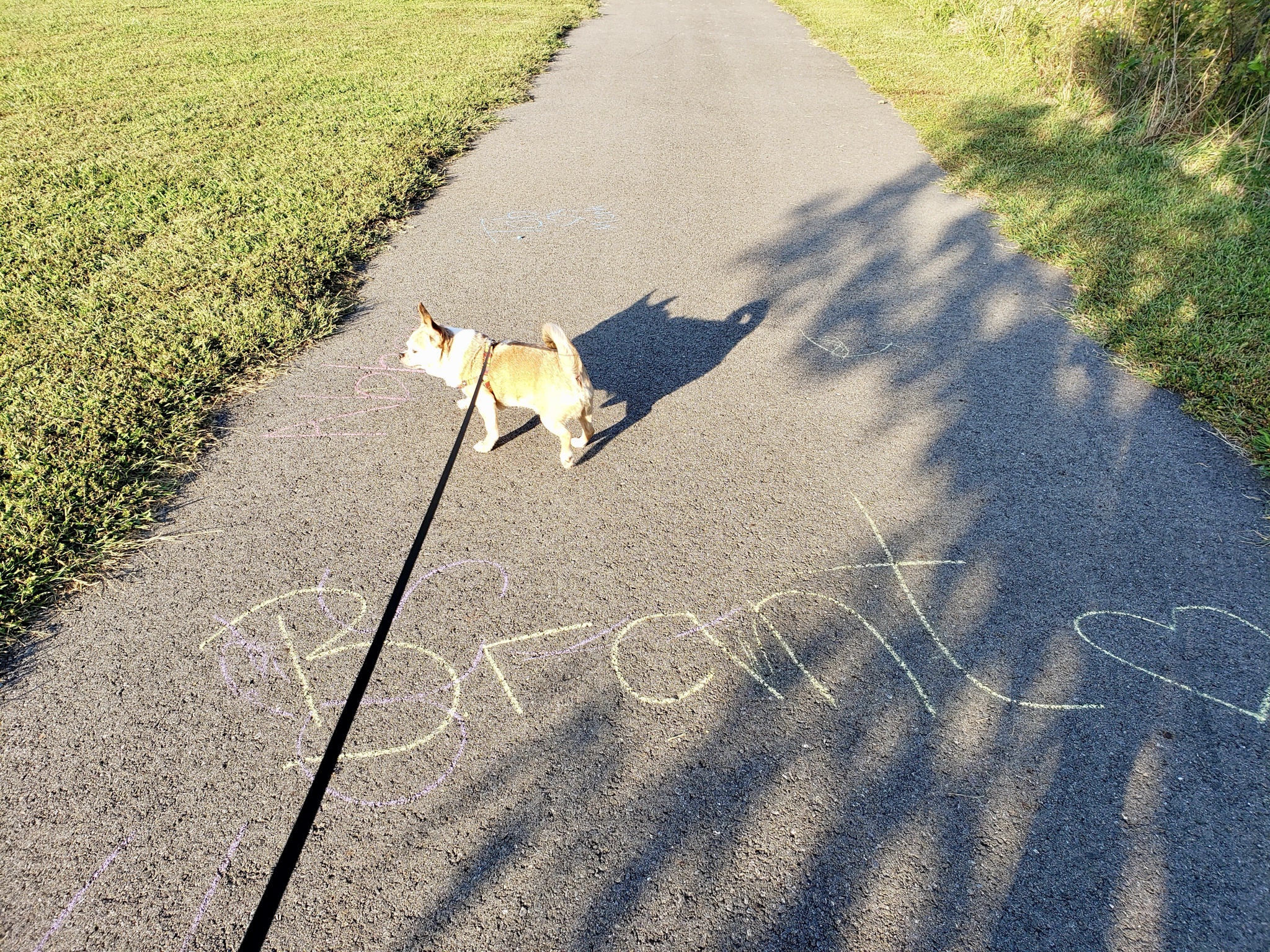 They’re Good Dogs, Brent: A Heartwarming Reminder