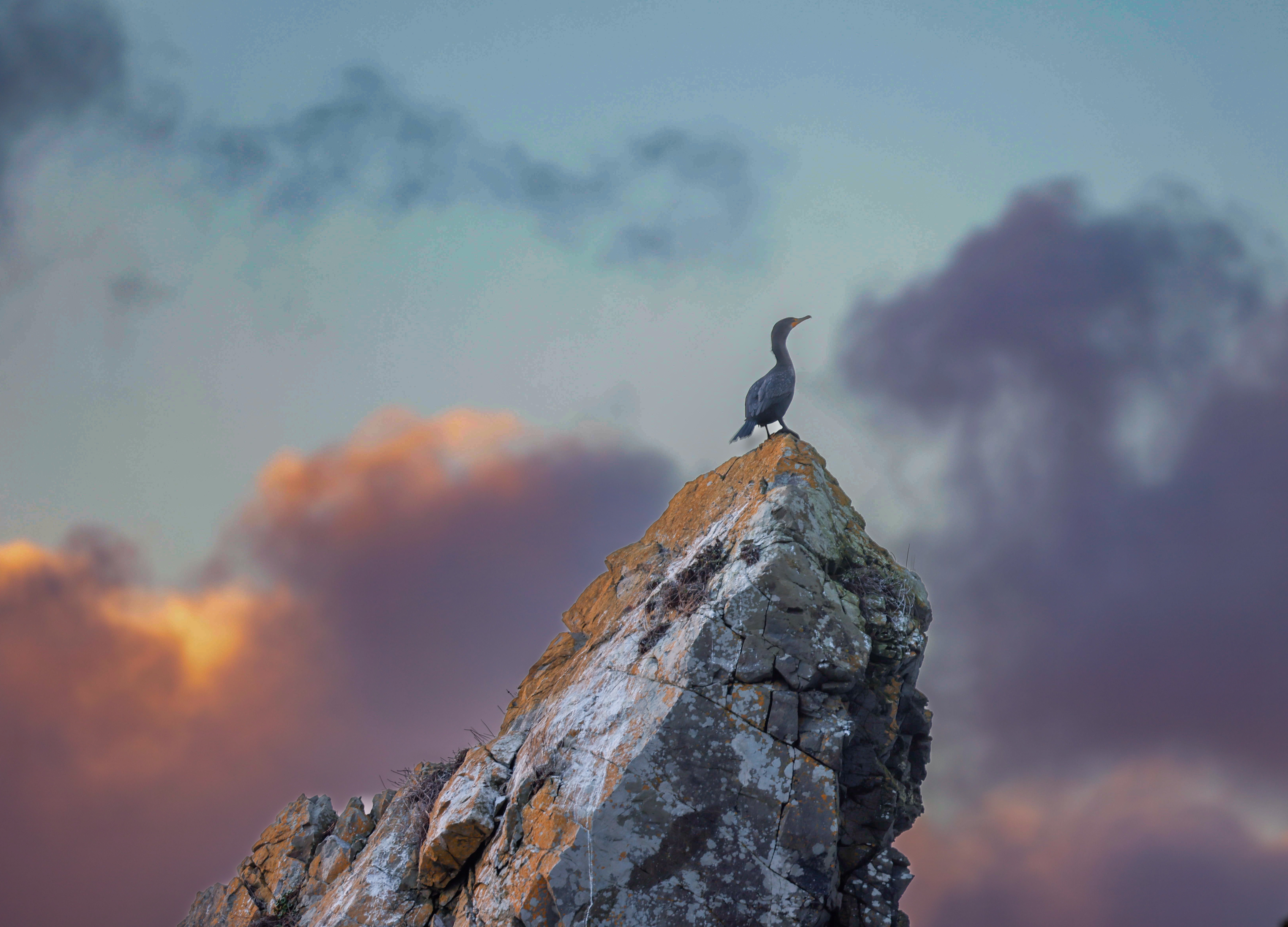 A Cormorant Soaking Up the Last Sunlight at Ruby Beach, WA