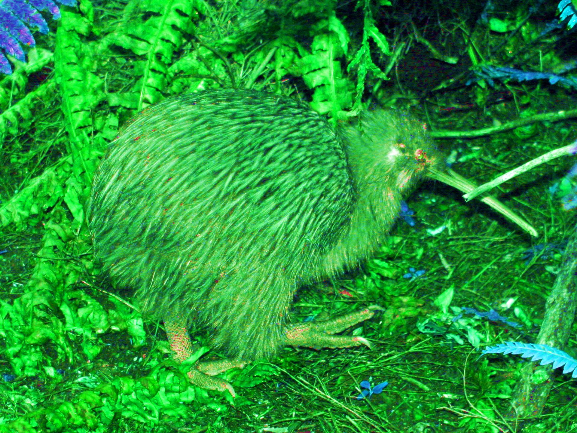 Vibrant Green Kiwi