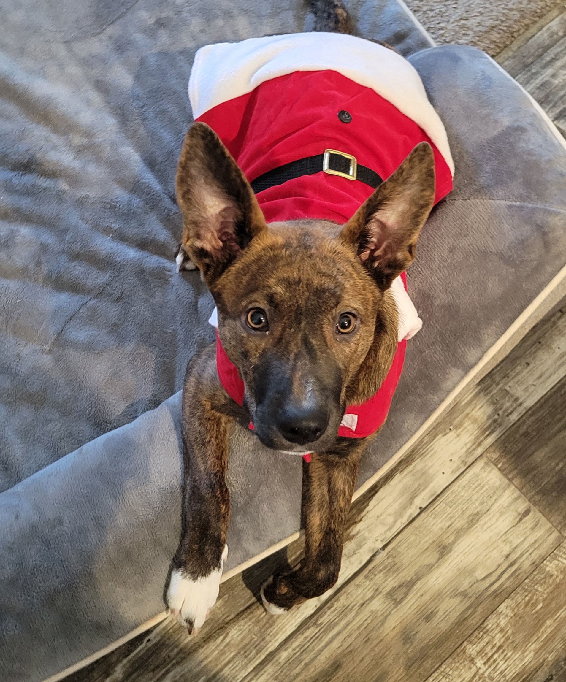 Merry Christmas, you filthy animals! A bit early, but I'll be busy on the actual day.