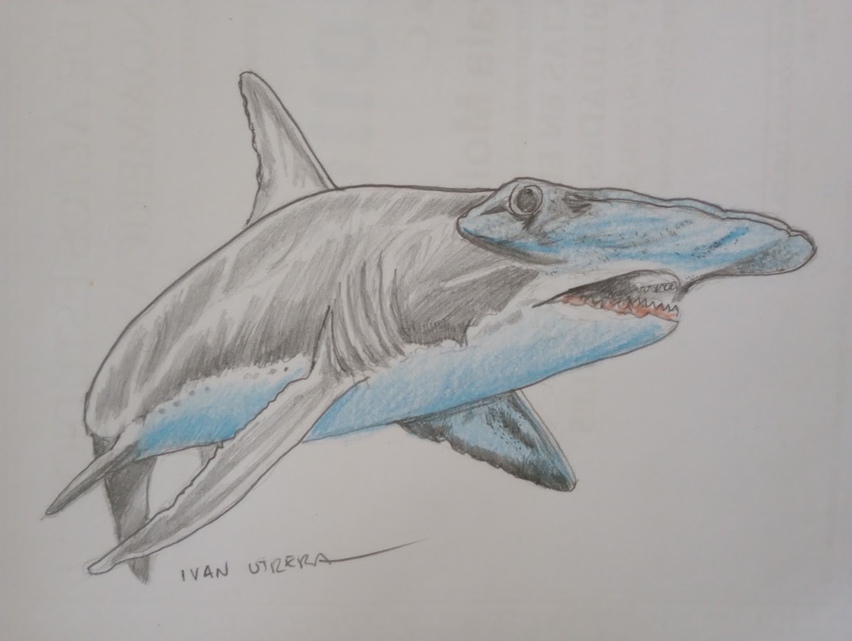 The Majestic Shark: Nature's Apex Predator