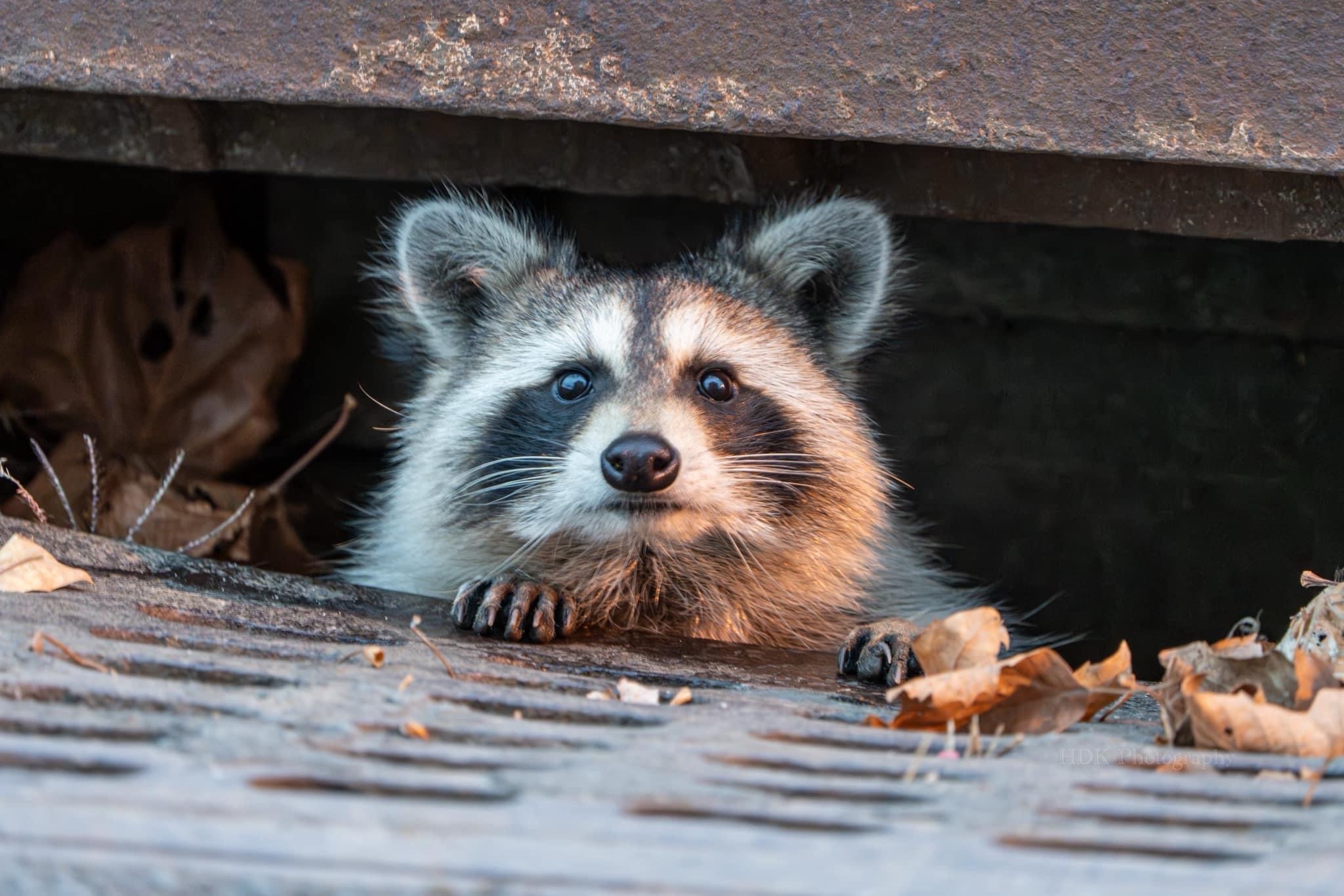 Adorable Raccoon Moments