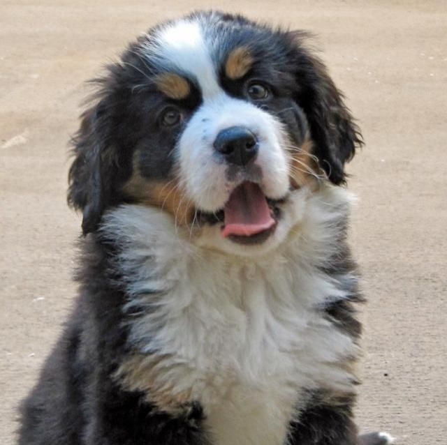 Adorable pup alert!