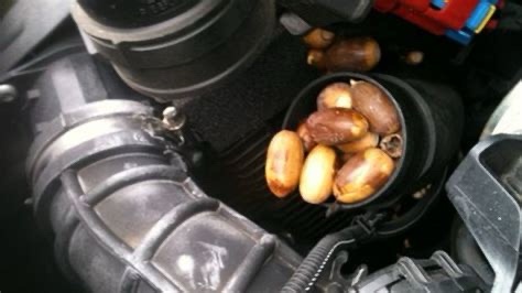The secret stash of acorns