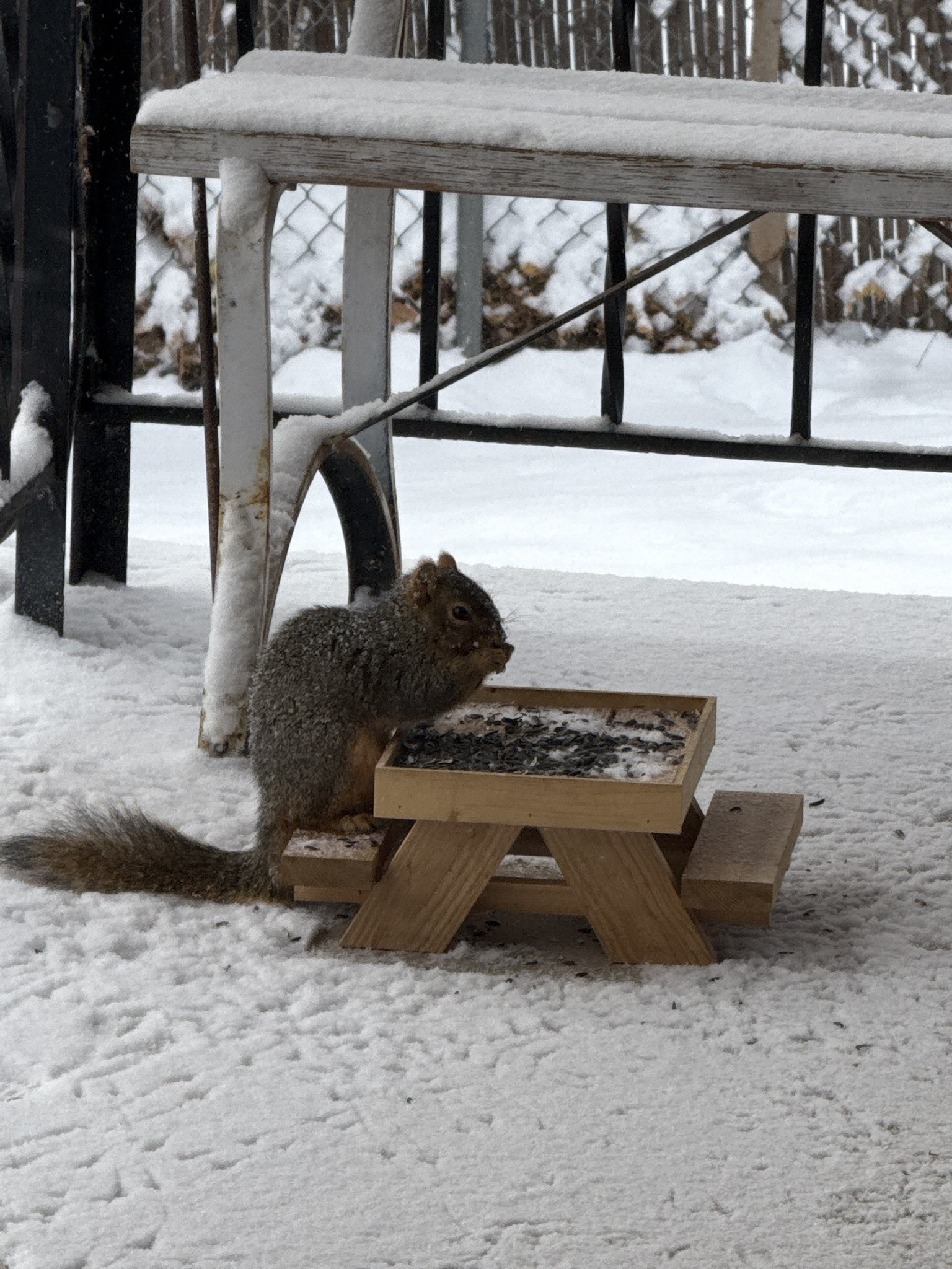 Squirrel Taking a Well-Deserved Break