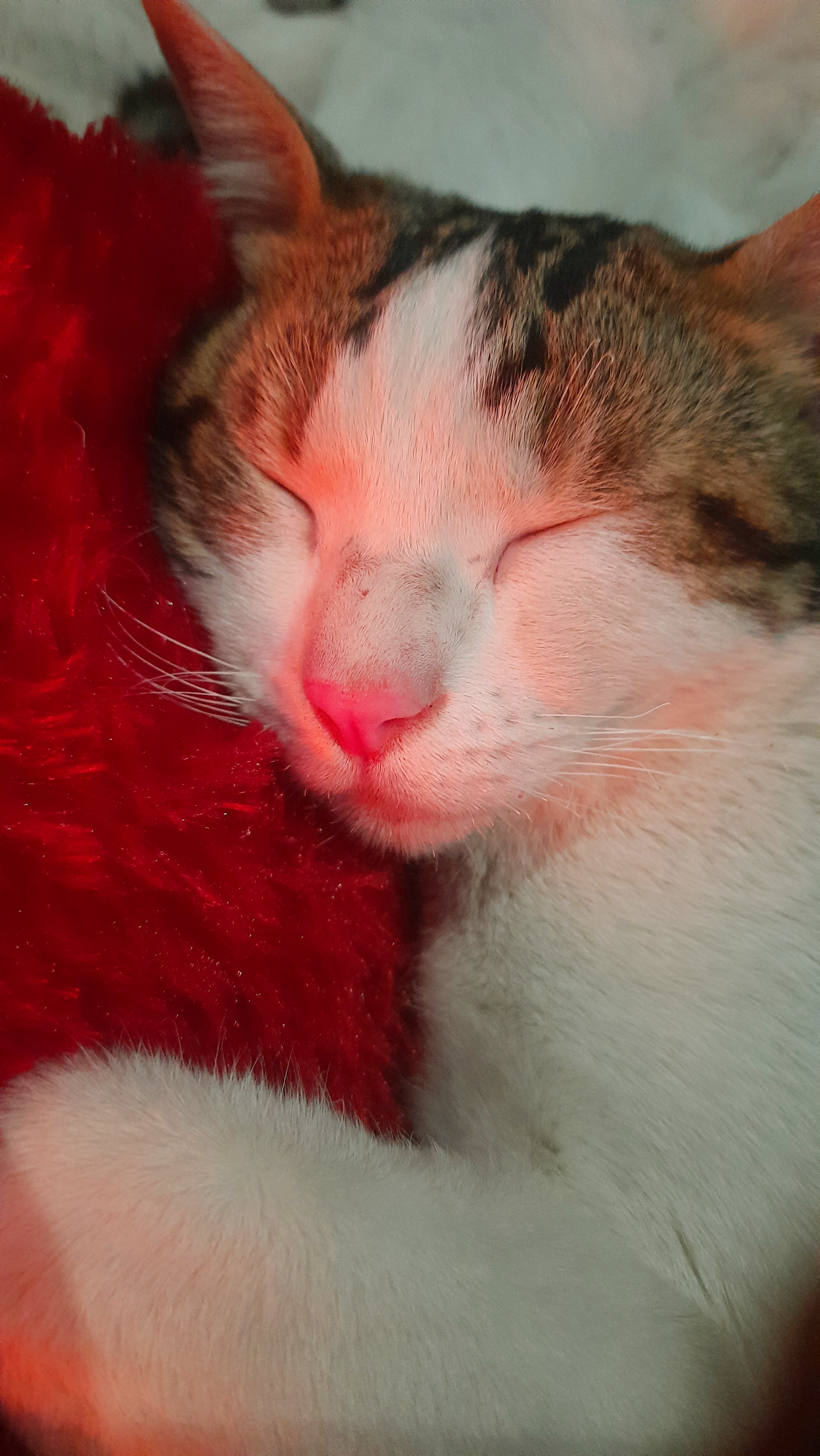In the Battle of Acorn vs Pinecone, Enjoy a Serene Cat Nap for Good Luck!