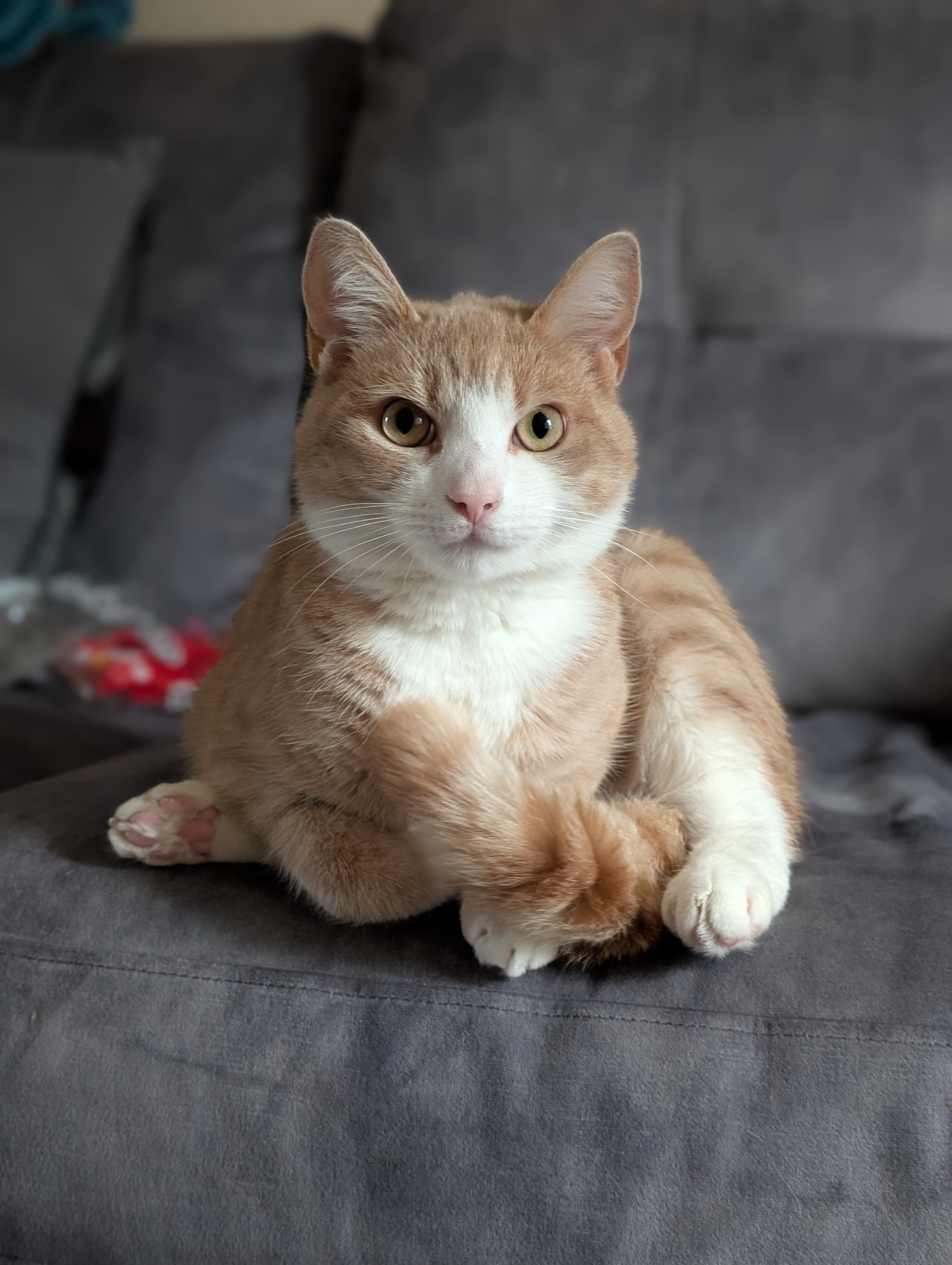 Arthur and Nuggles: Exciting Updates on Our Favorite Duo!