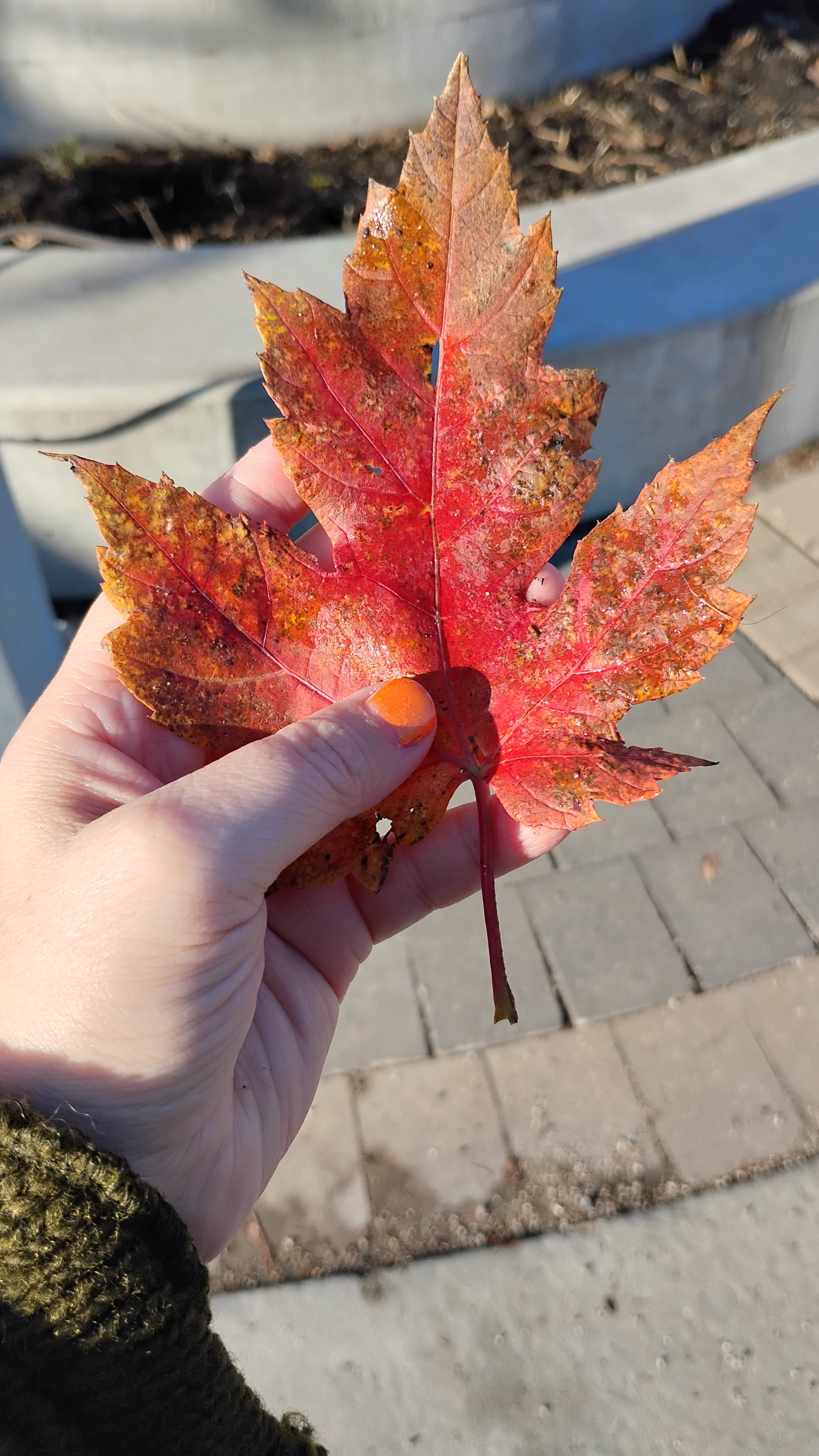 The Leaf Chronicles