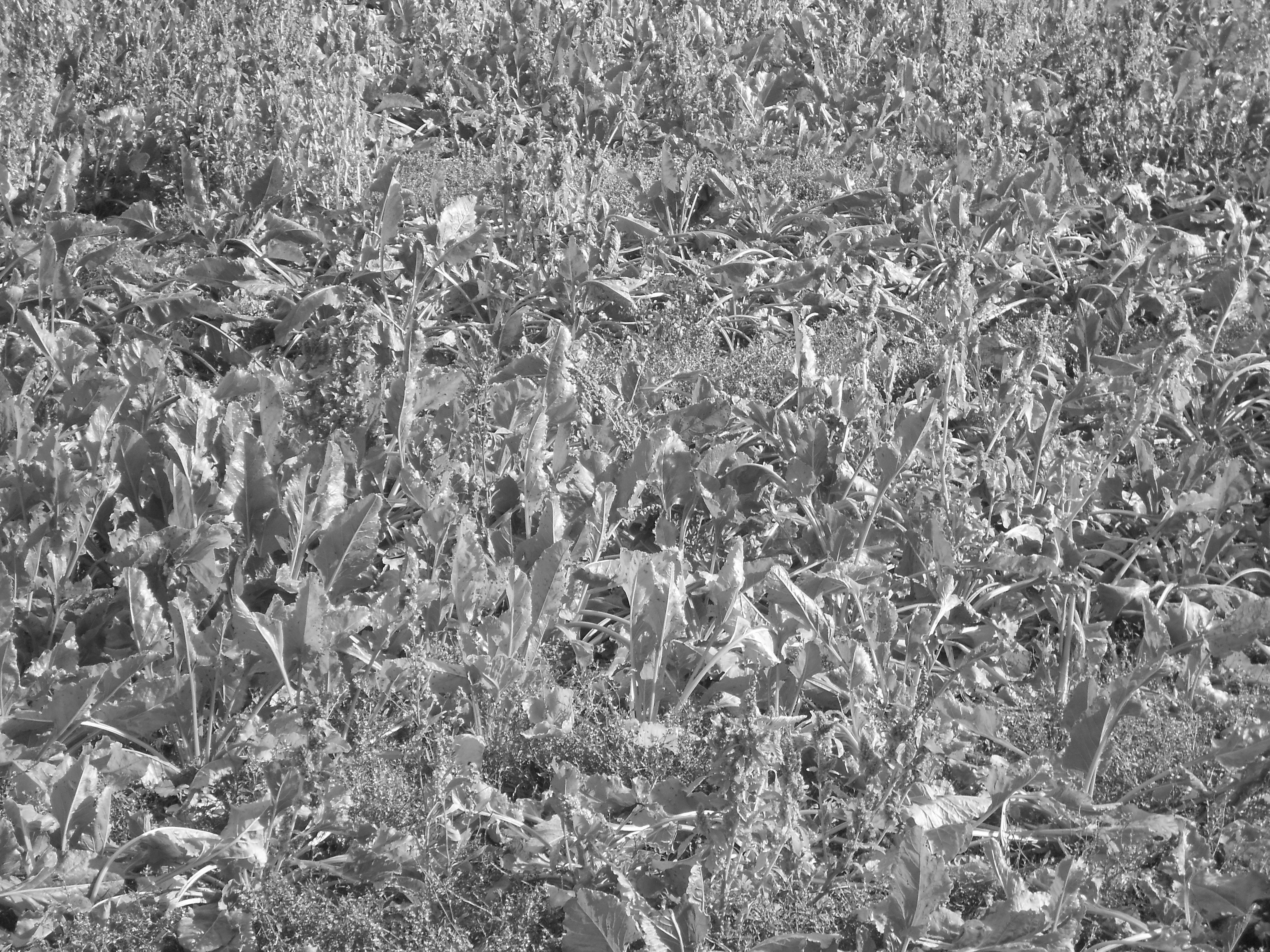 Capturing Moments: Black-and-White in Regensburg, September 2023