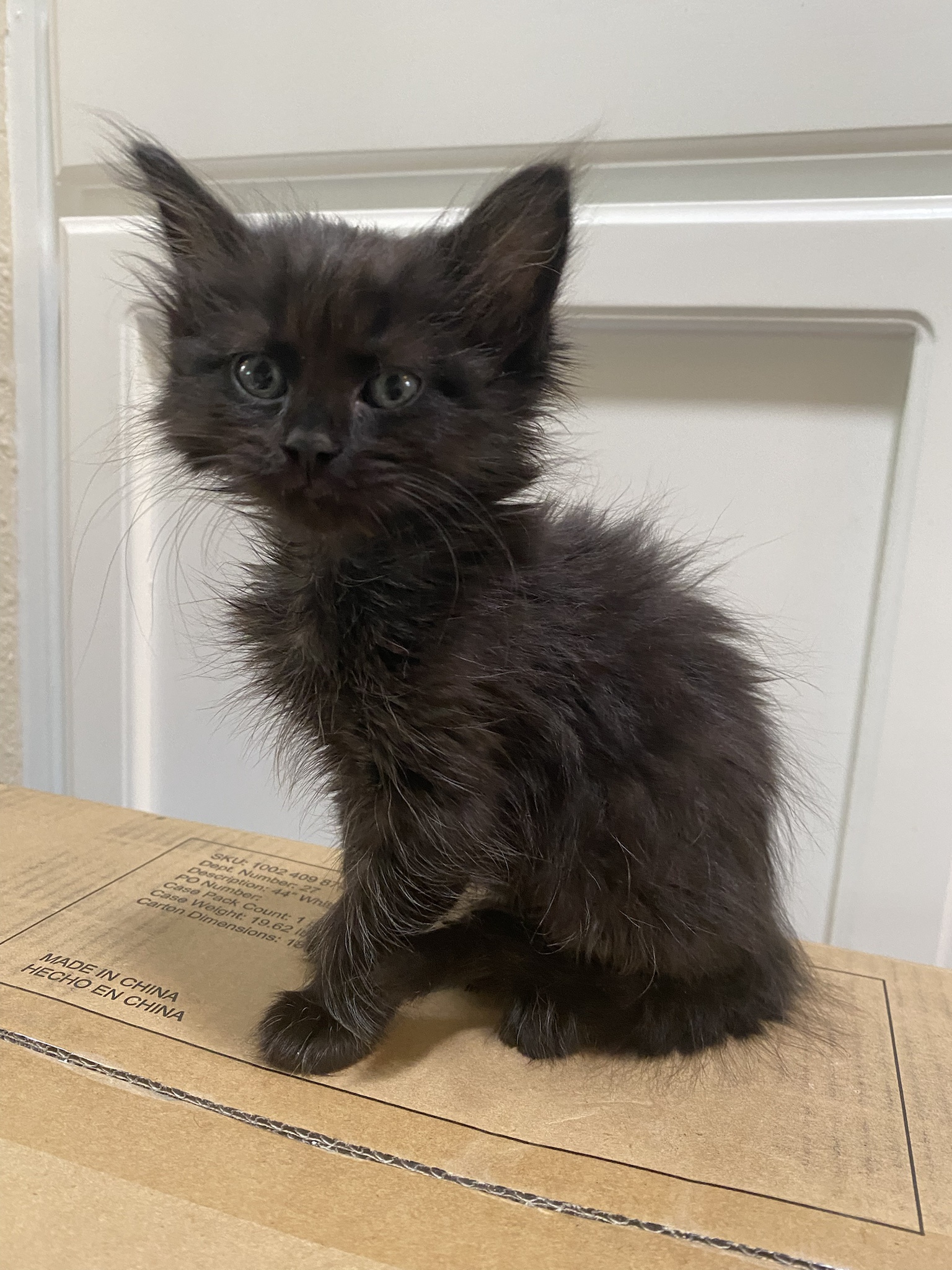 This tiny baby transformed into a fluffy wonder!