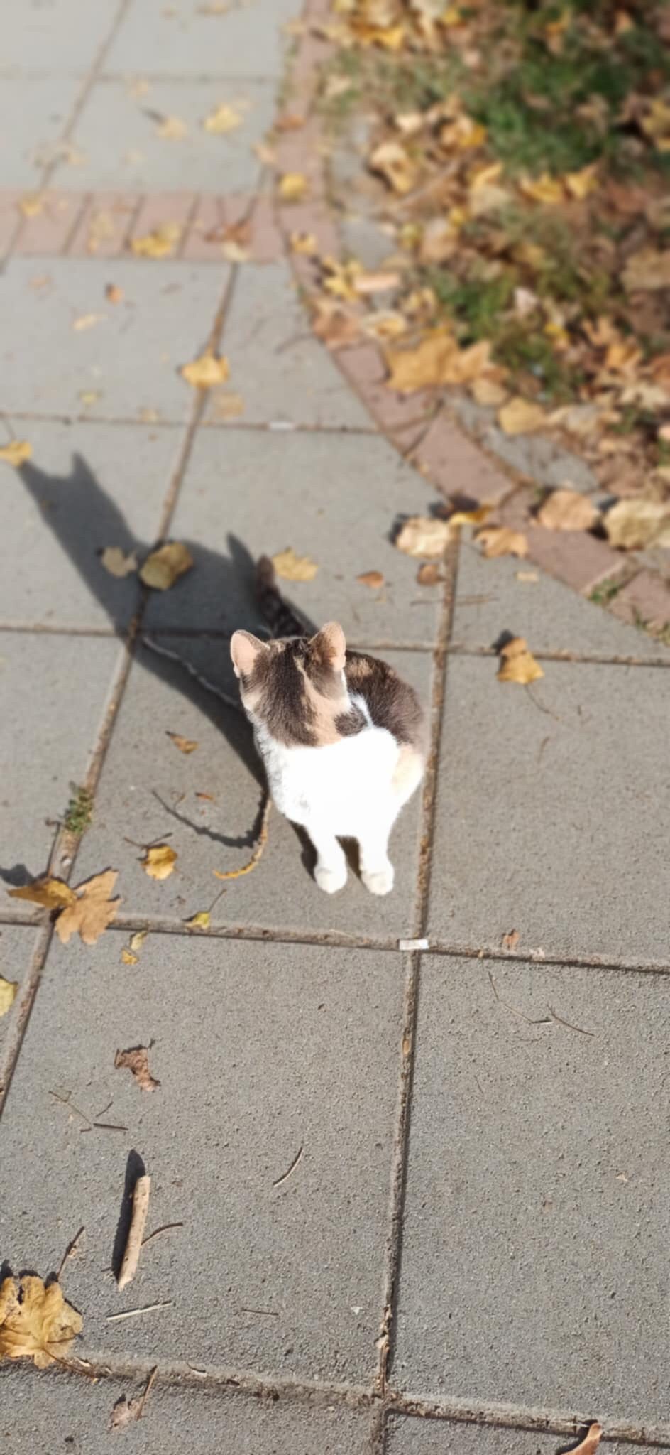 The Mysterious Shadow