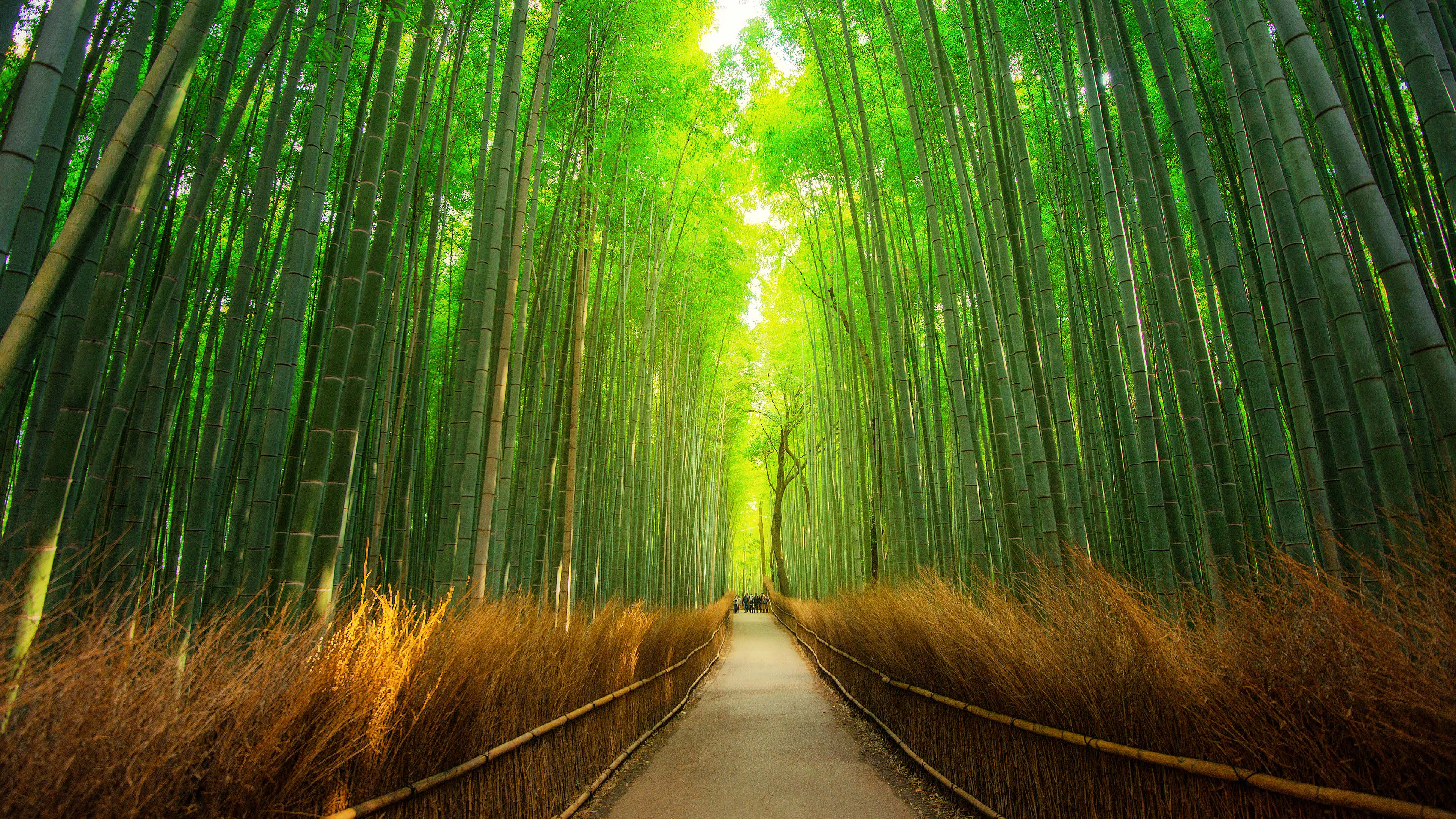 A Serene Stroll Through the Bamboo Forest