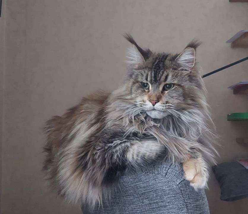 Meet Catt