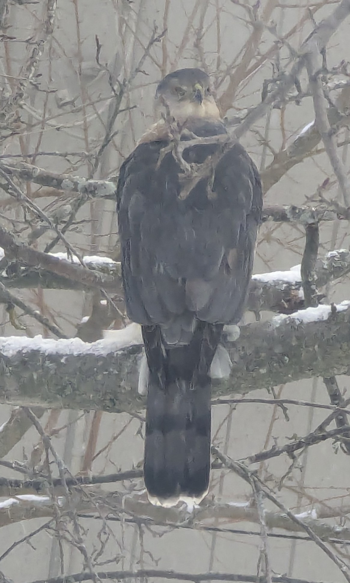 A Fierce New Year Greeting from a Bird of Prey