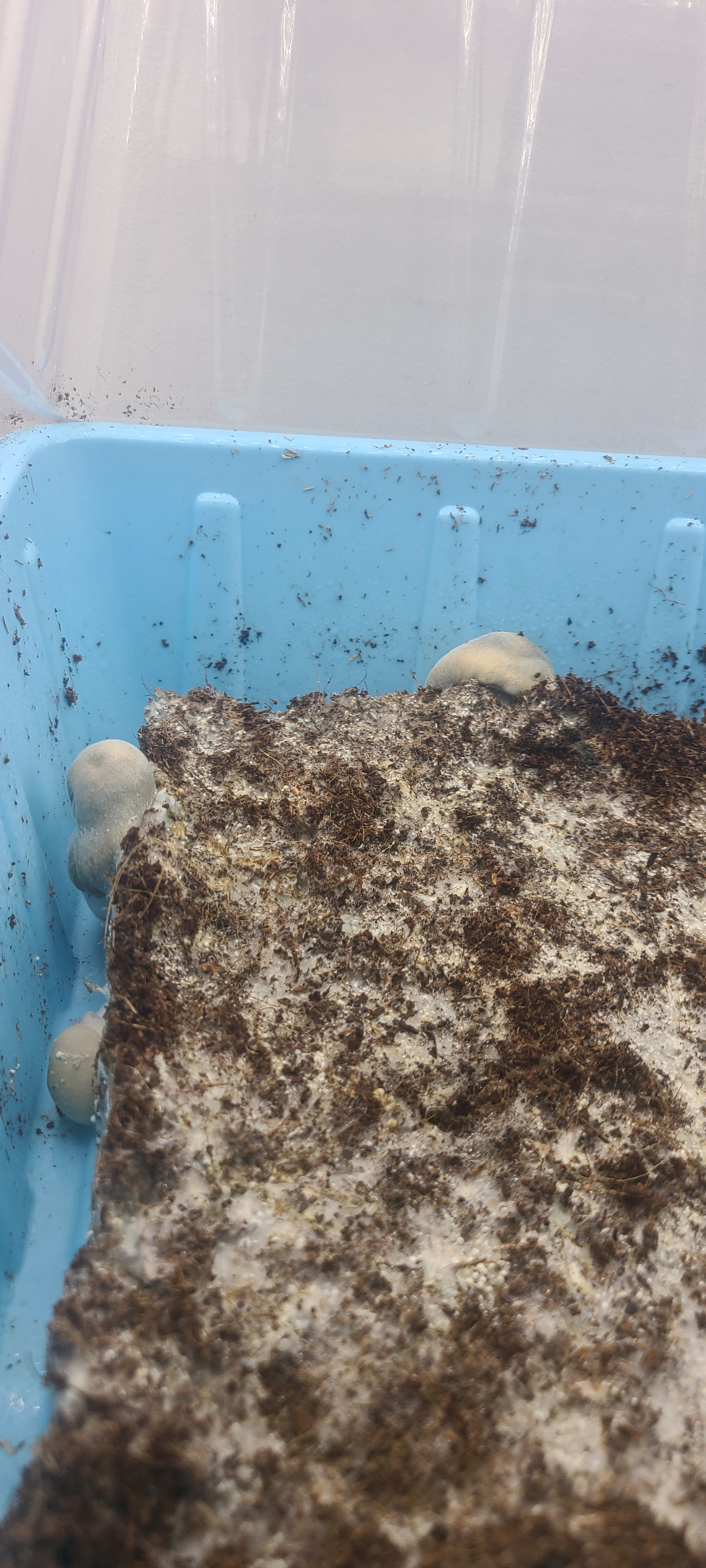 Is It Time for the Harvest Yet?