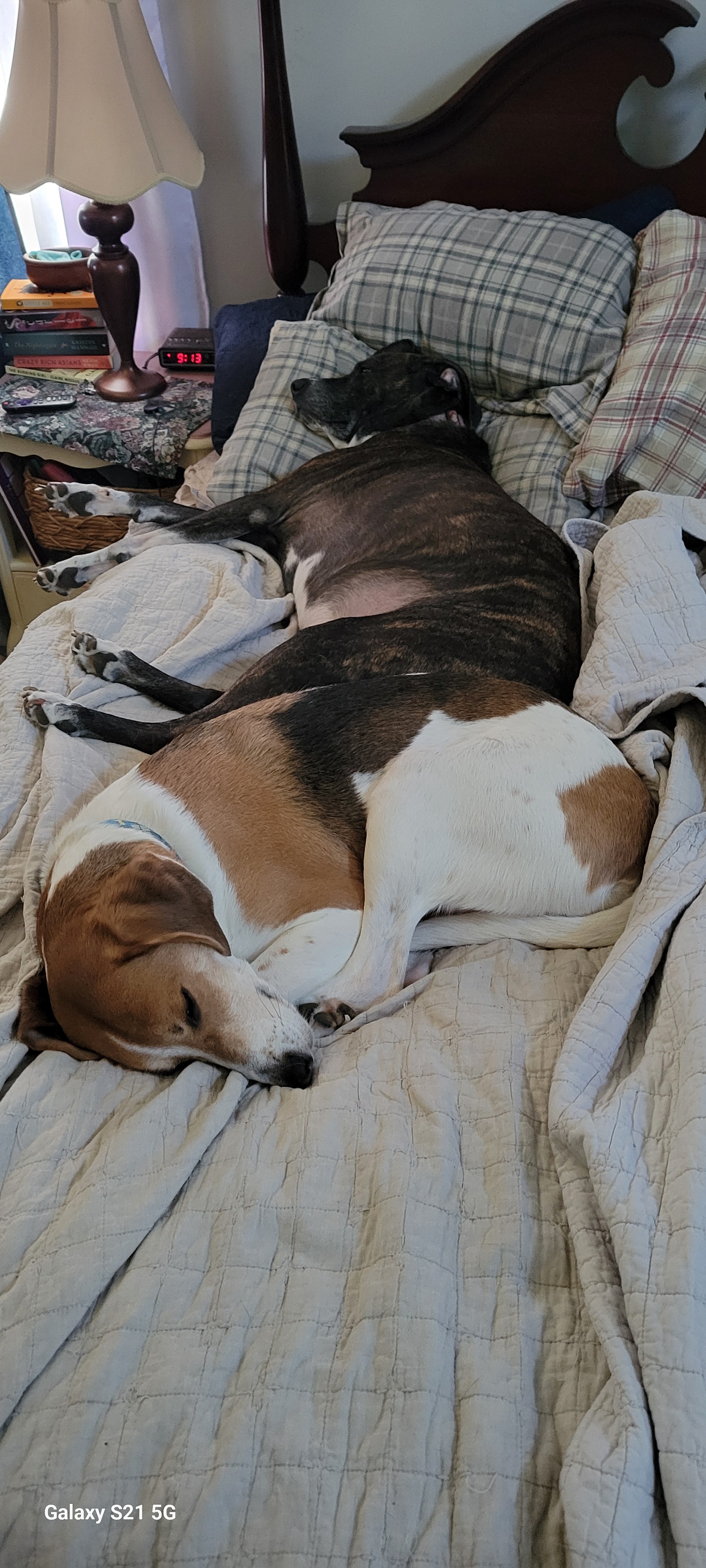 Buddy and Brooklyn: Nap Buddies for Life!