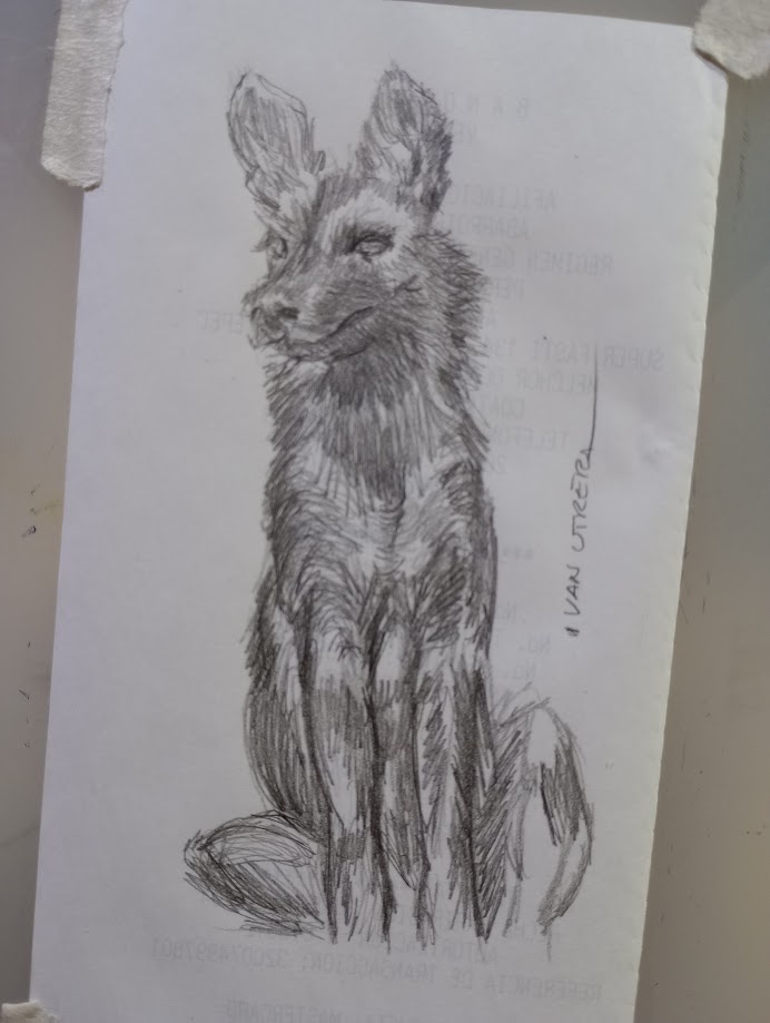 Majestic Painted Wolf in All Its Glory