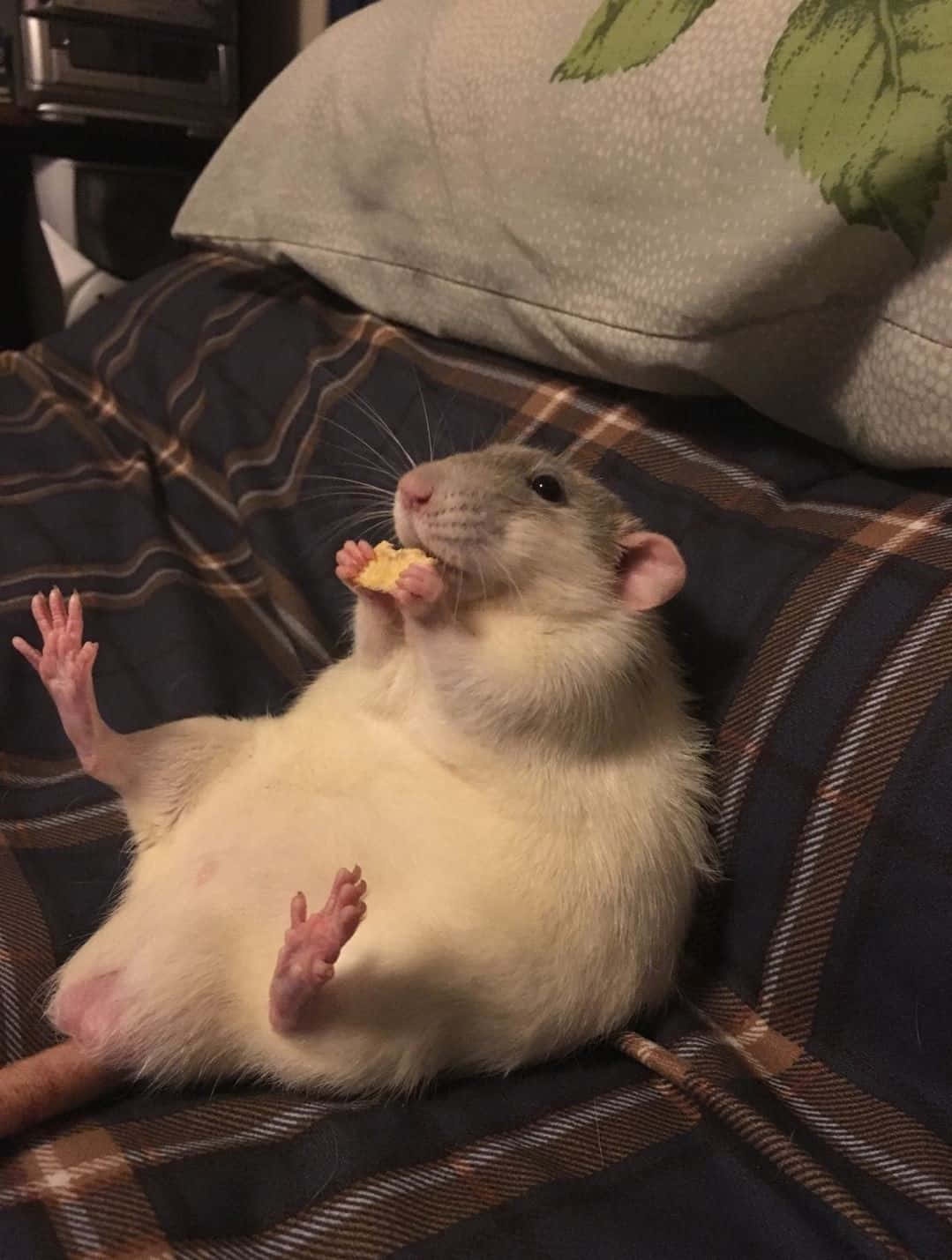 Ratatouille: A Culinary Adventure