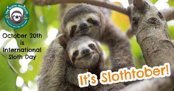 Celebrating the Lazy Charm of International Sloth Day