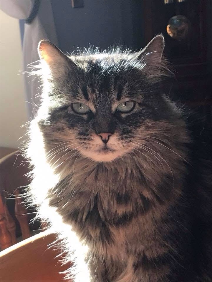 In Loving Memory of Demon: May 18, 2005 - February 21, 2025