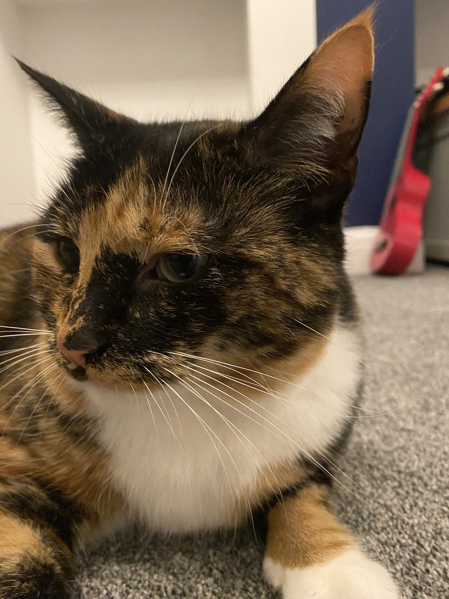 Crumble’s daily snapshot of life