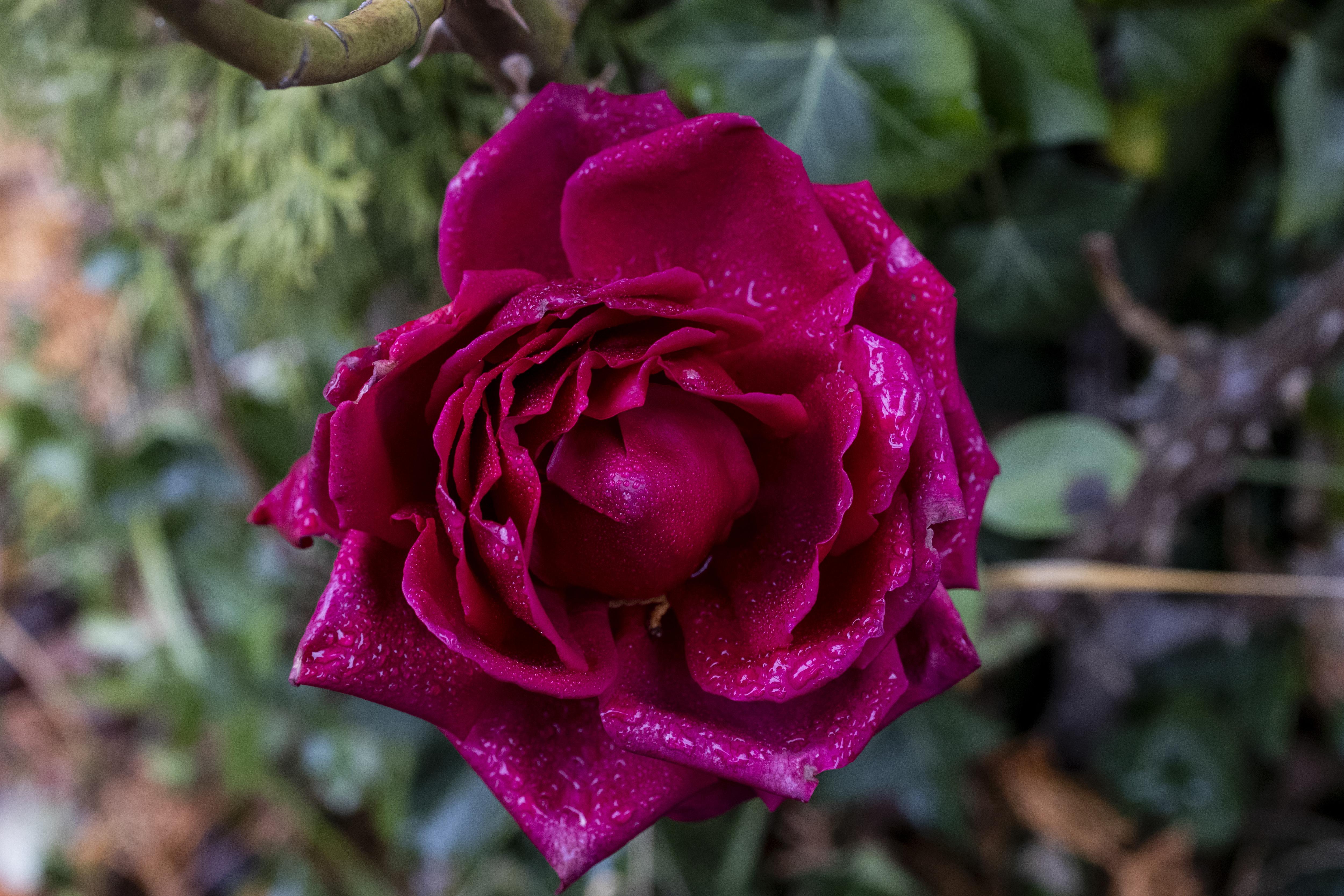 Nature moment of the day #36: A winter rose to welcome the new year