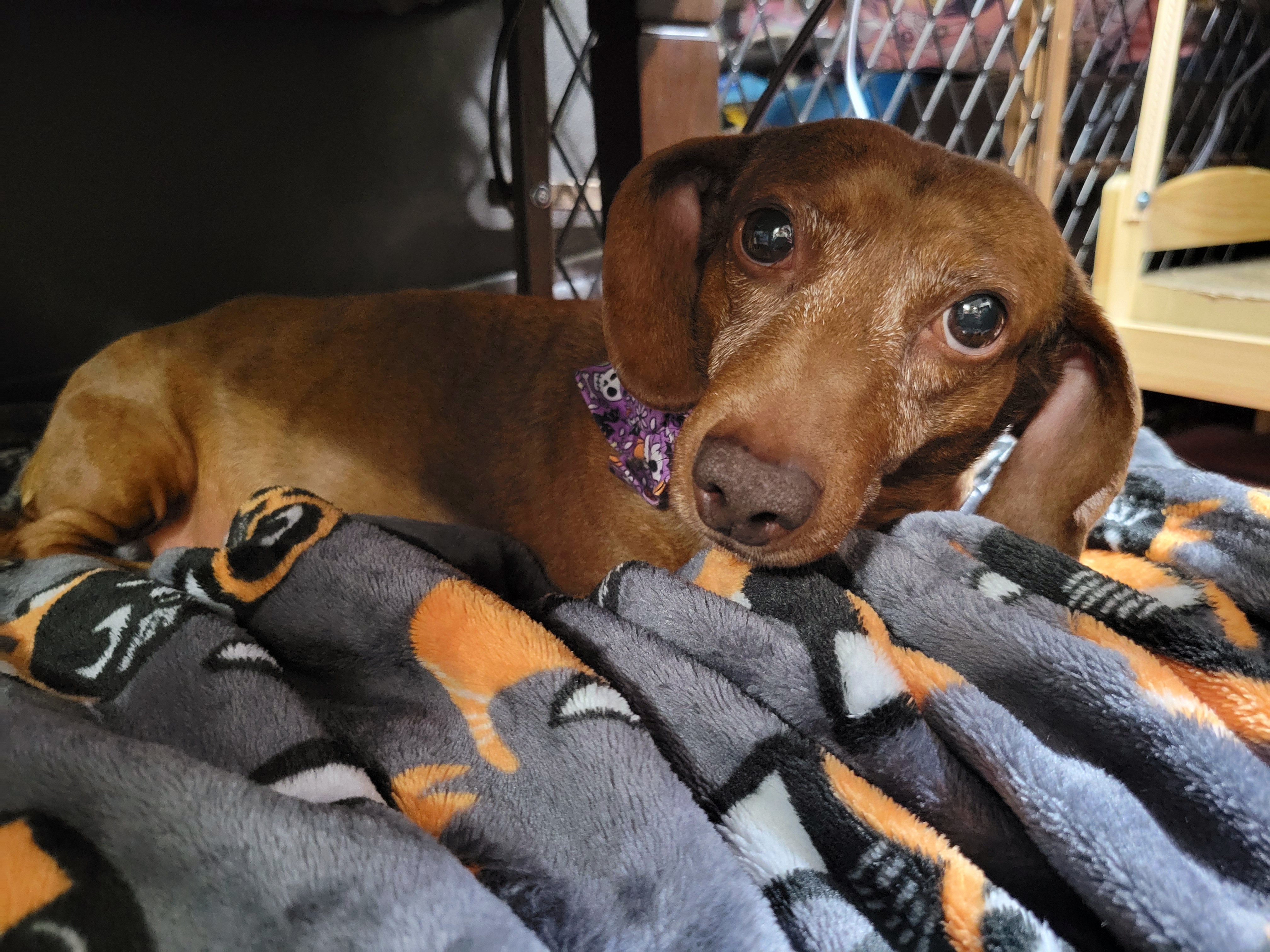 Meet My Adorable Pup Tiger Lilly #670
