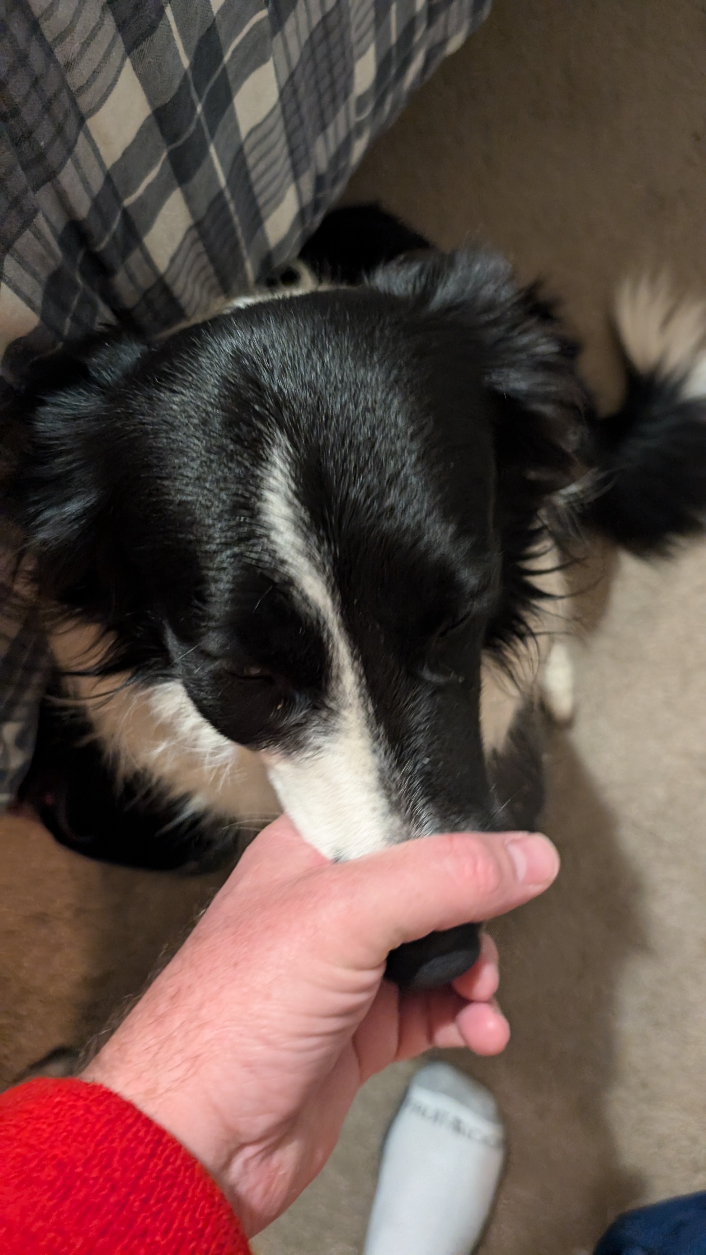 Introducing Lexi: The Star of the Show