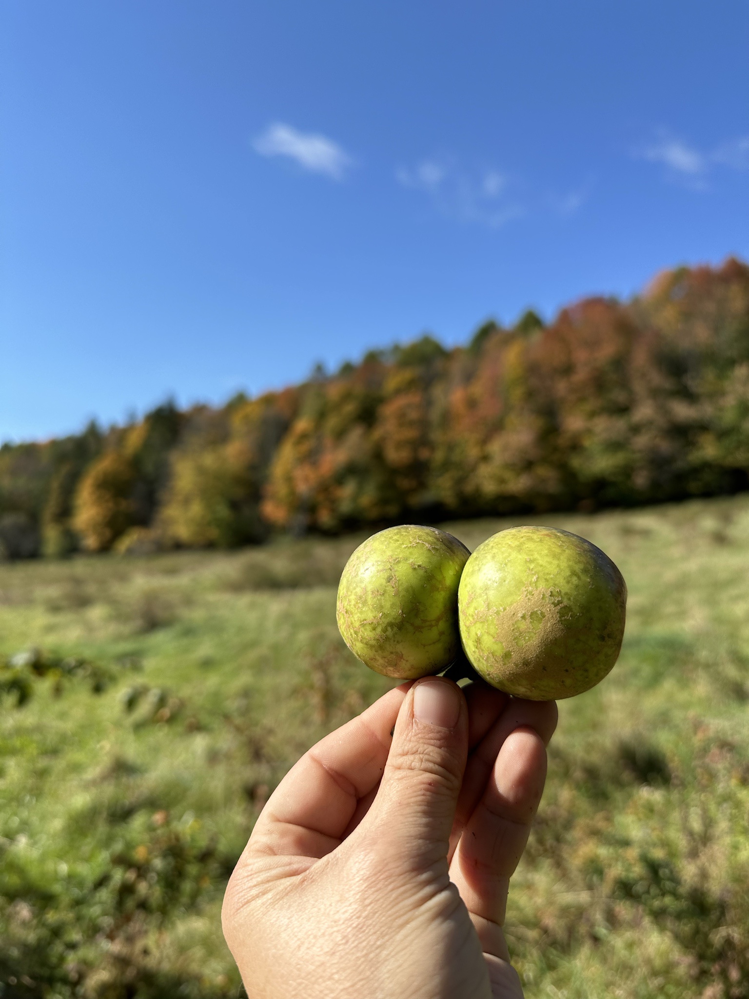 The Allure of Juicy Apple Bottoms