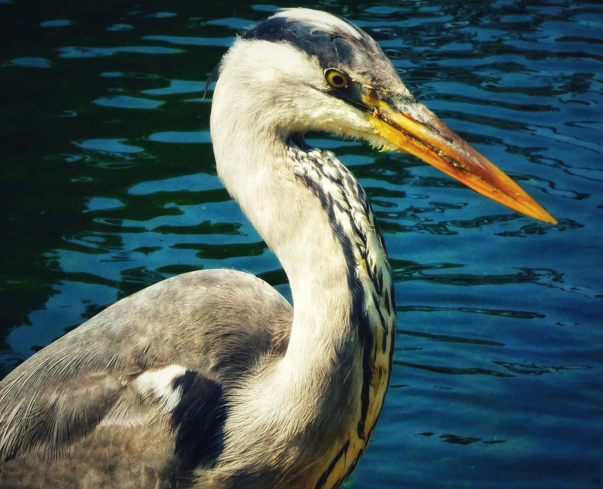 Meet Martha, the majestic heron!