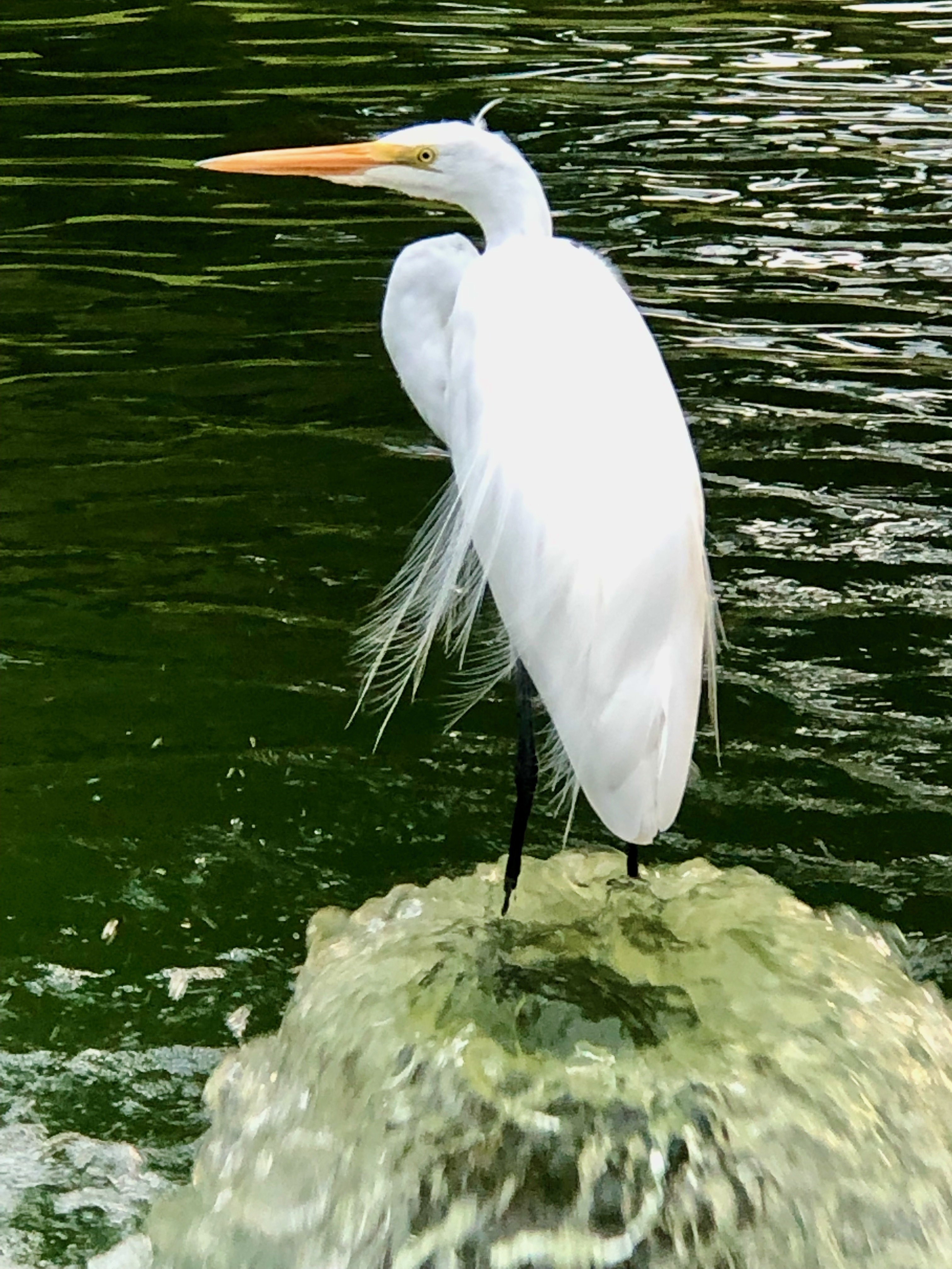 Indulging in a Great Egret's Footbath