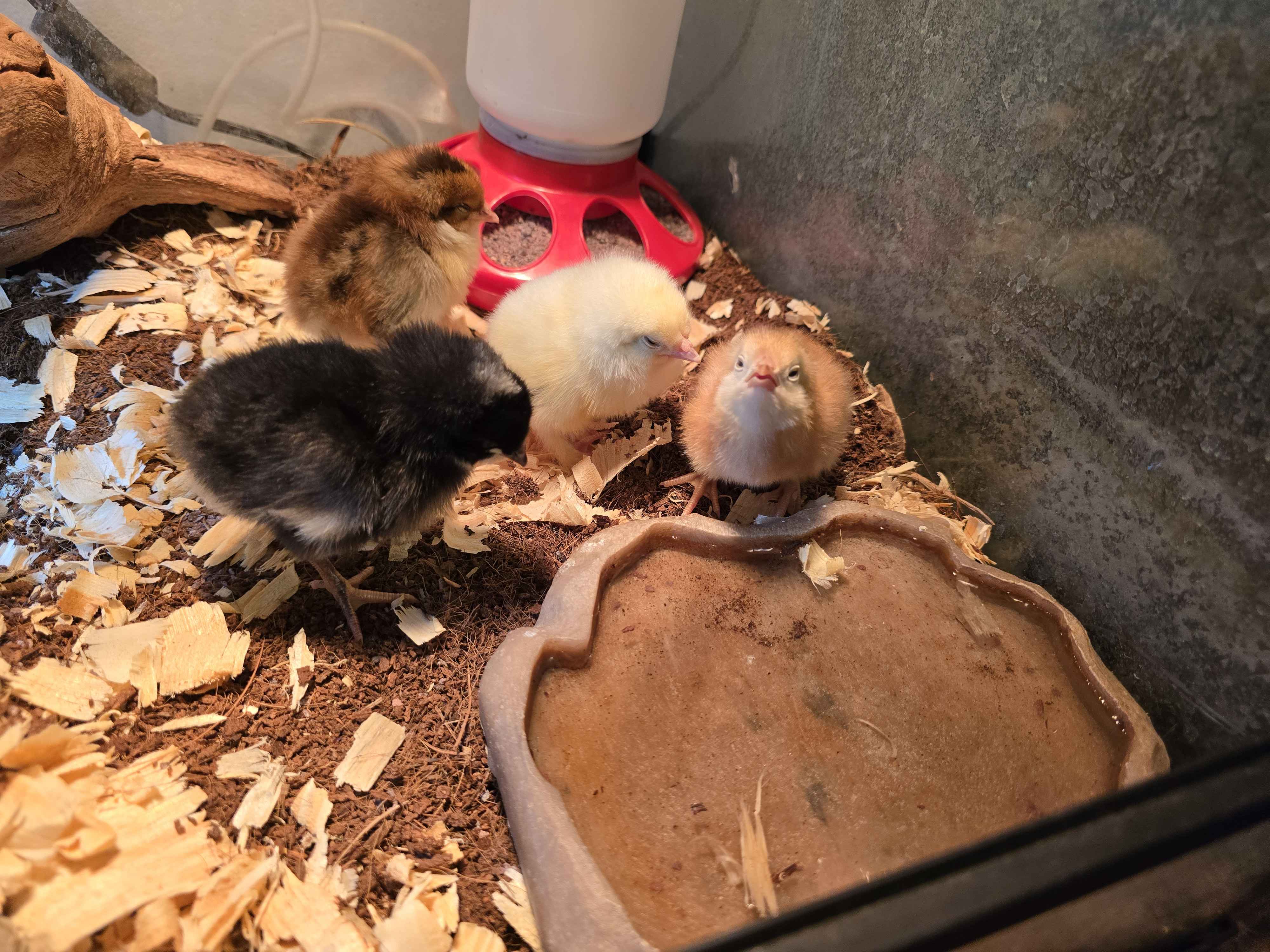 Chickens galore!