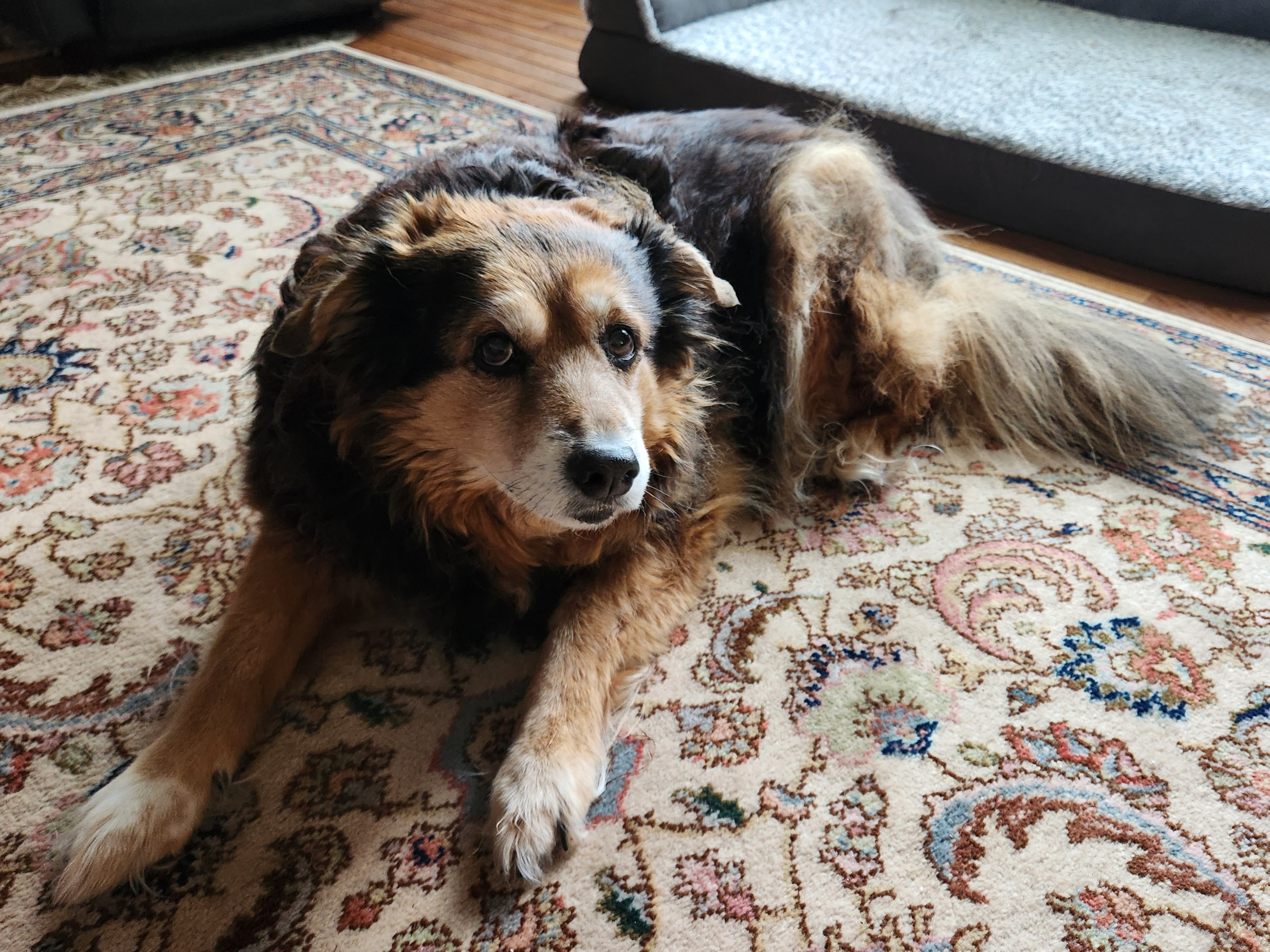 Peanut the Dog's Daily Chronicles - Day 1560