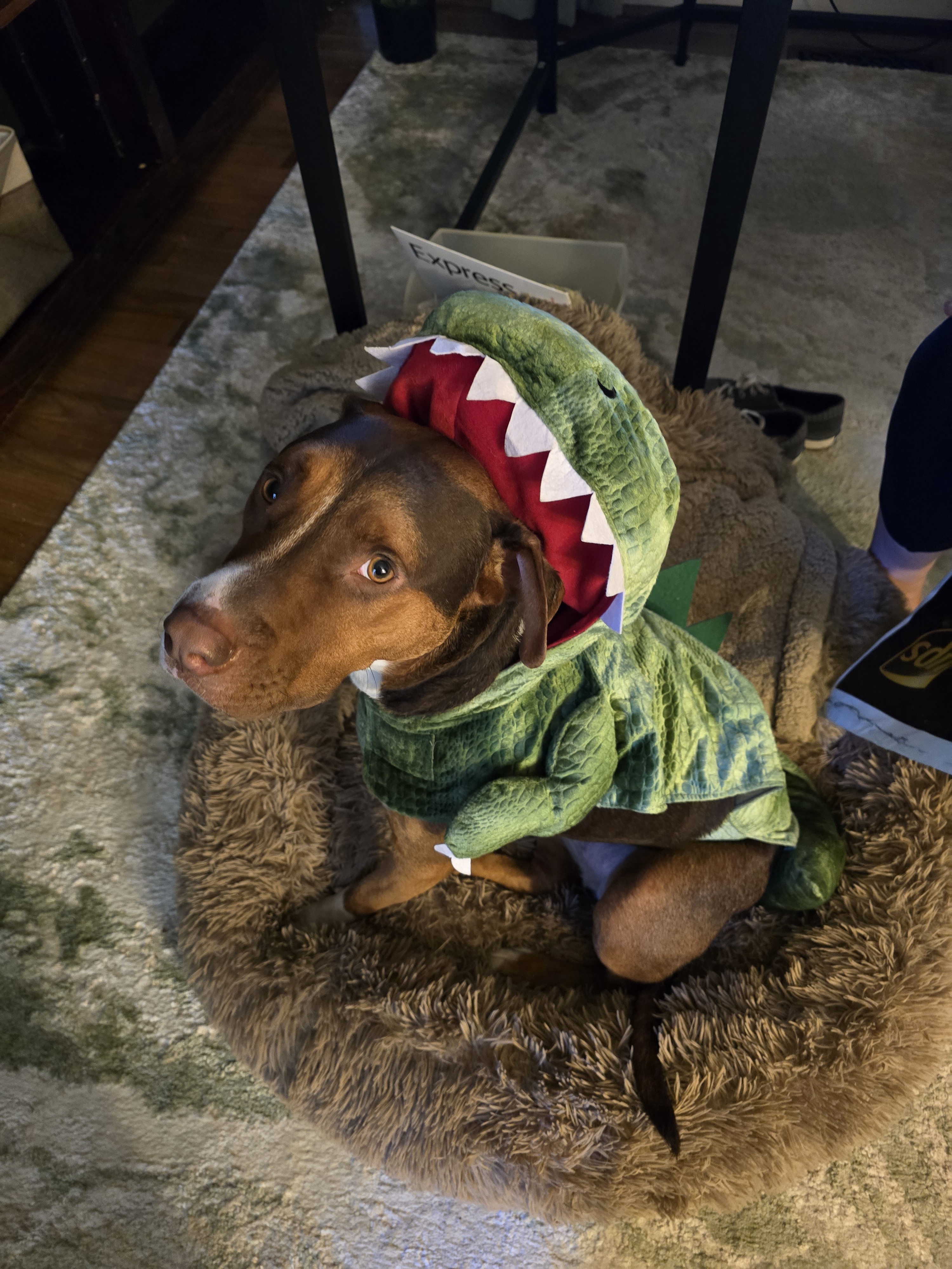 It's my cake day! Here's Finn looking less than thrilled in his Halloween costume.