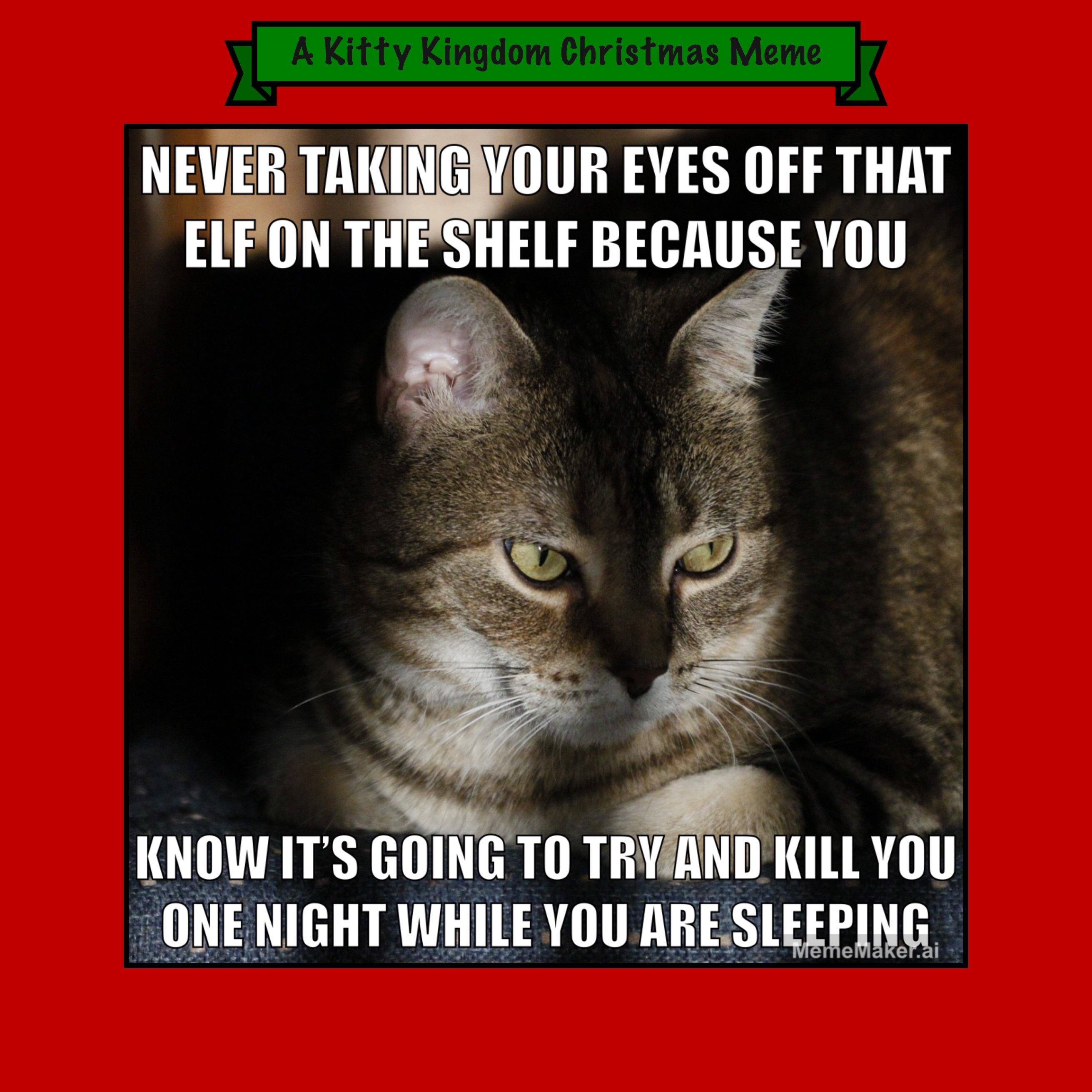 Countdown to Christmas in the Kitty Kingdom: Day 13