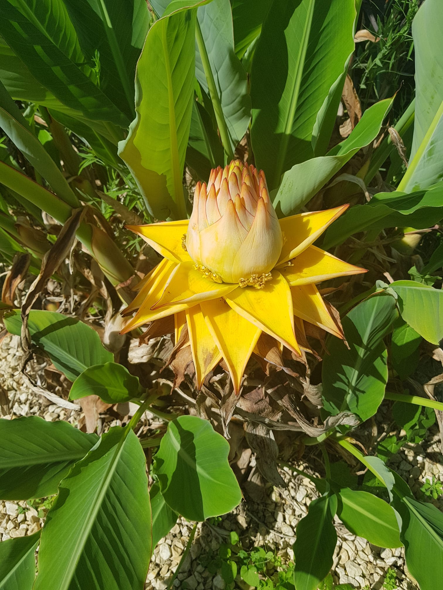 Check Out This Gorgeous Banana Tree Flower I Spotted Today
