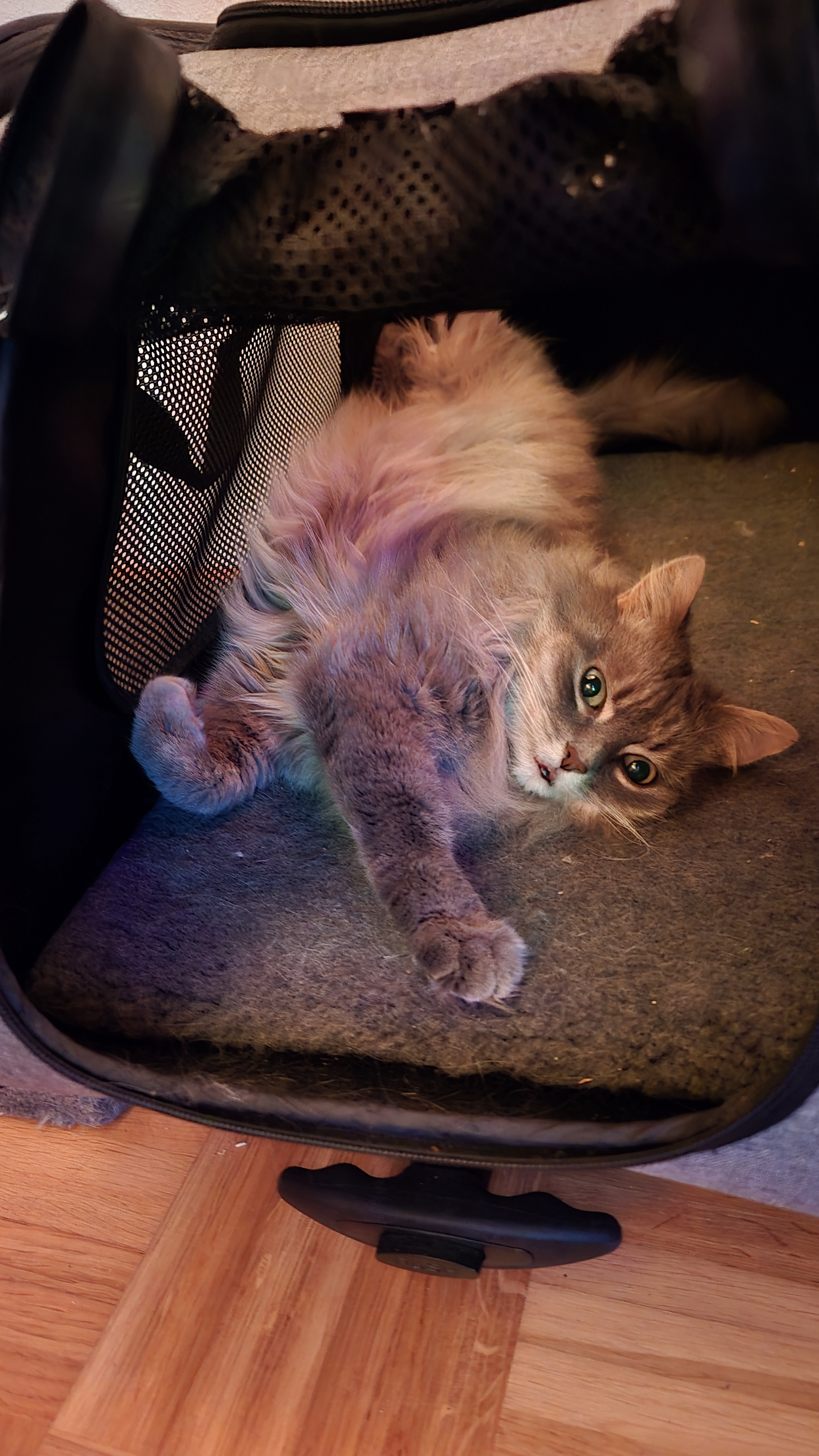 Miez is lounging in her cat crate like it's just another day.