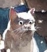 The Ultimate Cat Reaction: Pure Emotion