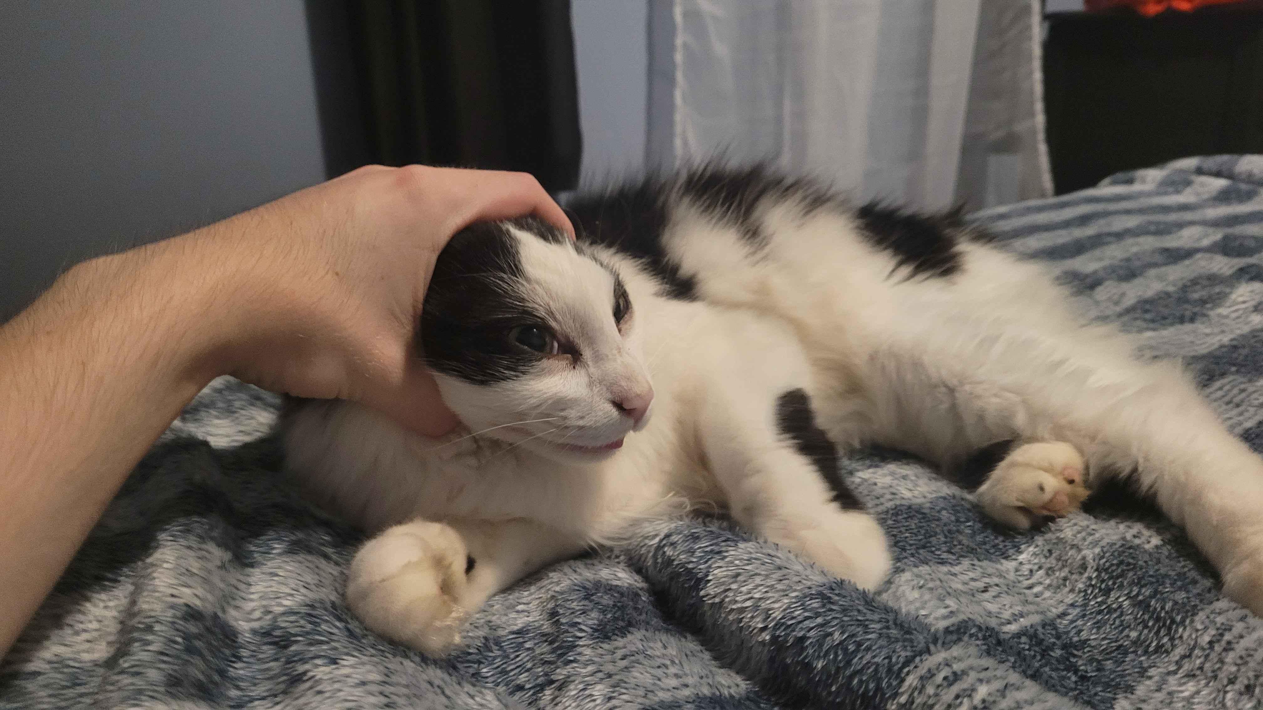 The Cat: A Feline Mystery Awaits