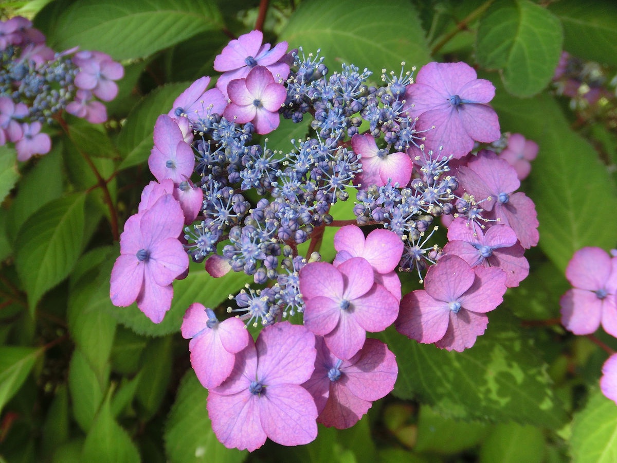 A Beautiful Day in June 2015 at Hokuso Flower Hill Park, Chiba